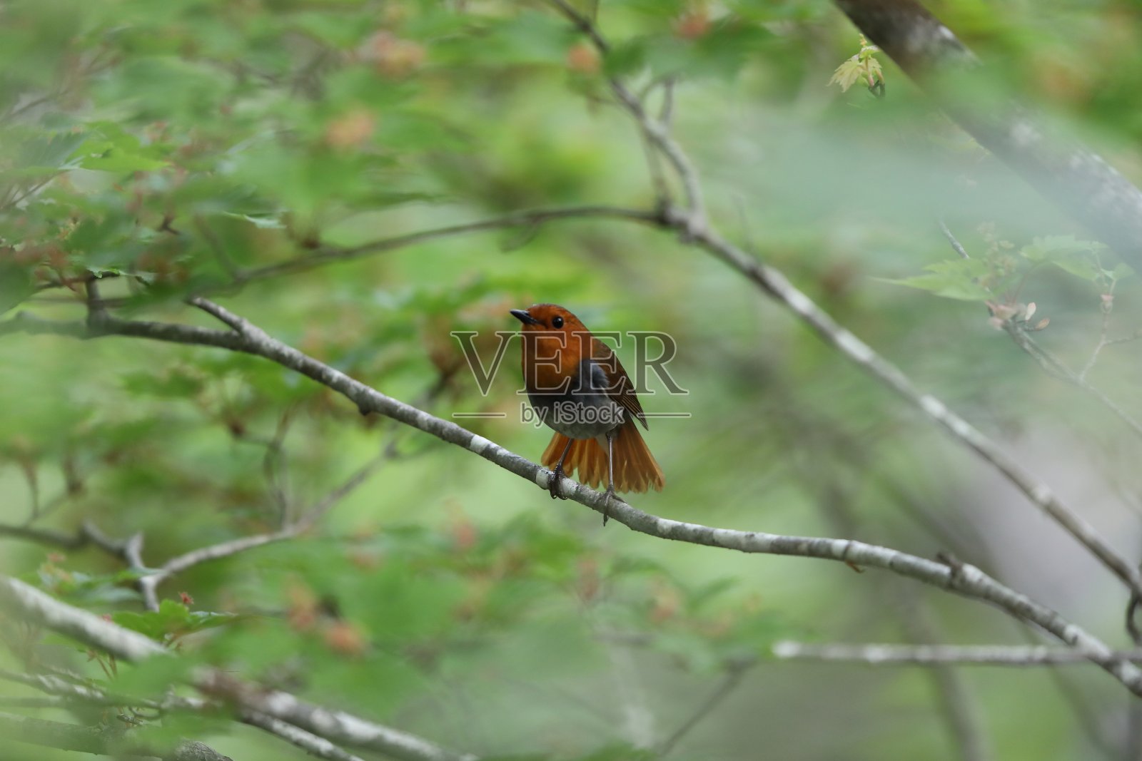 日本的一种雄性知更鸟照片摄影图片