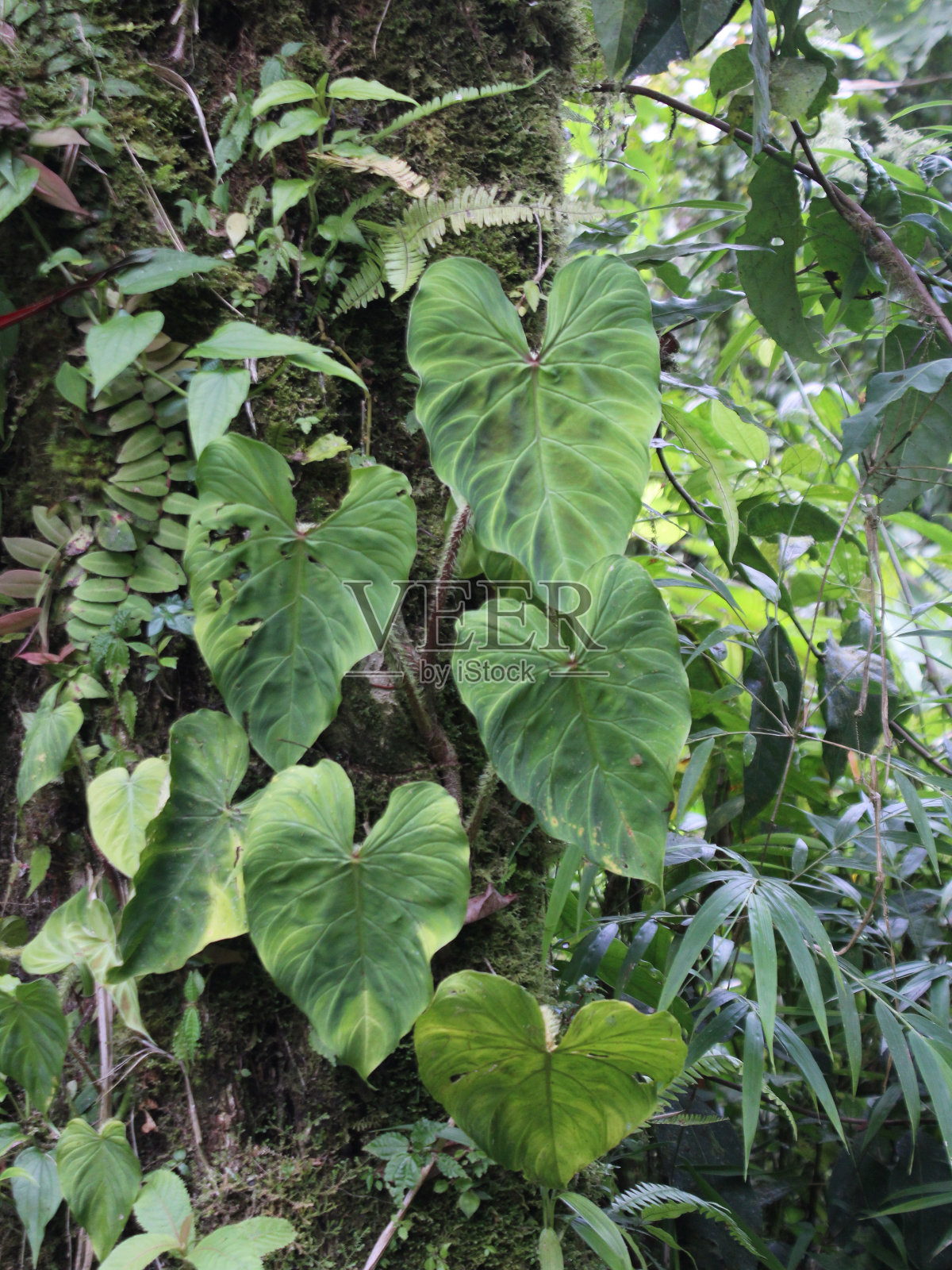 生长在哥斯达黎加塔潘提国家公园云雾森林中的新热带花楸照片摄影图片