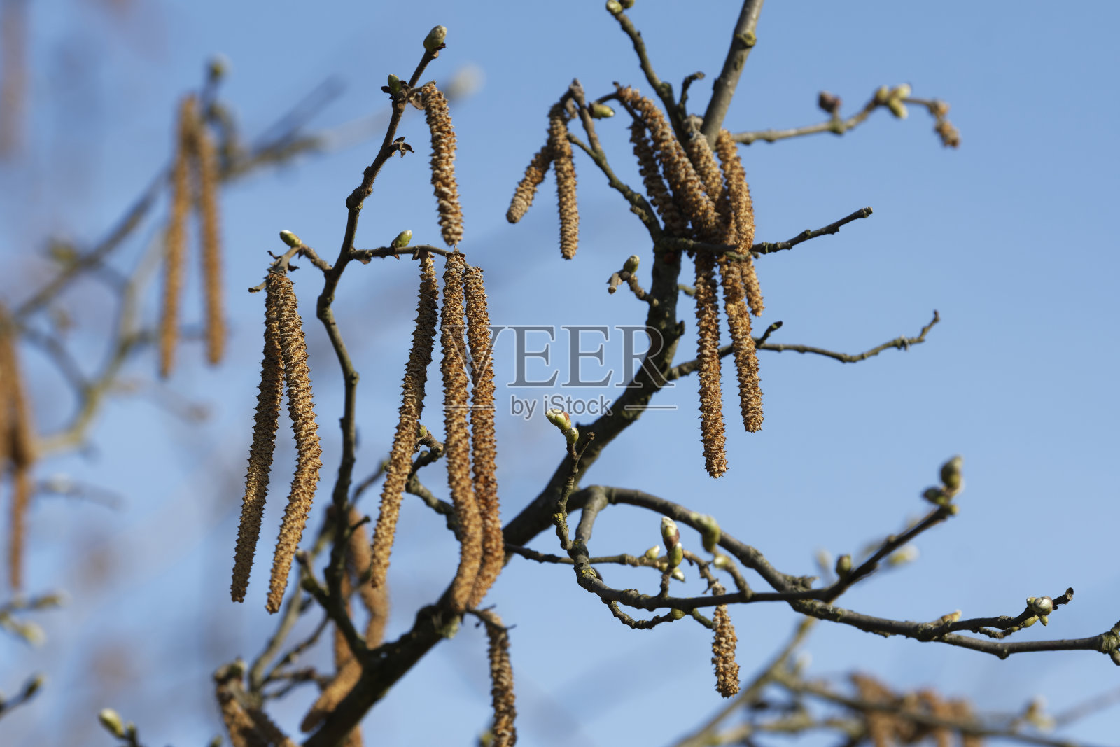 榛子树照片摄影图片