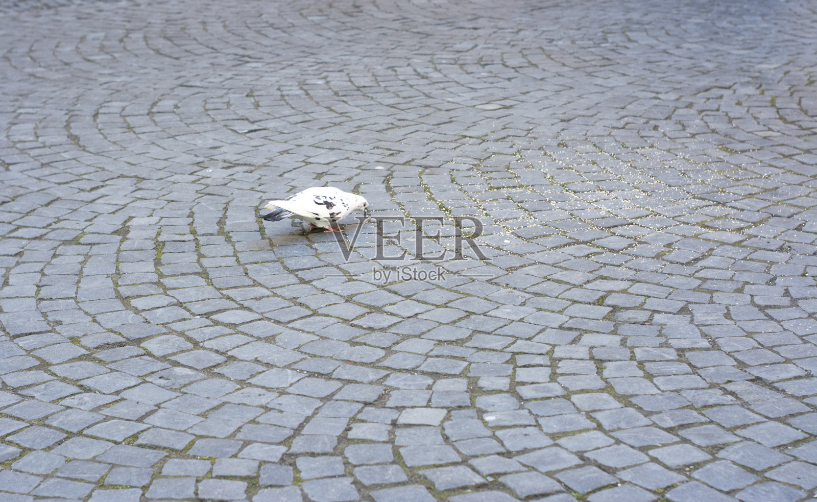 人行道上的鸽子。鸽子在铺路石上啄食种子照片摄影图片