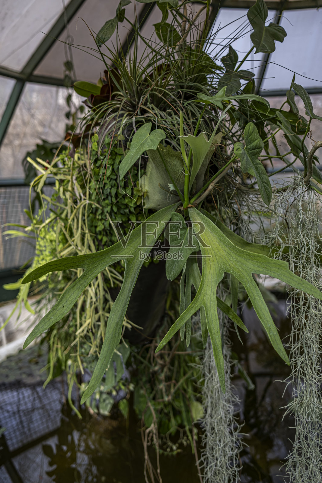 鹿角蕨照片摄影图片