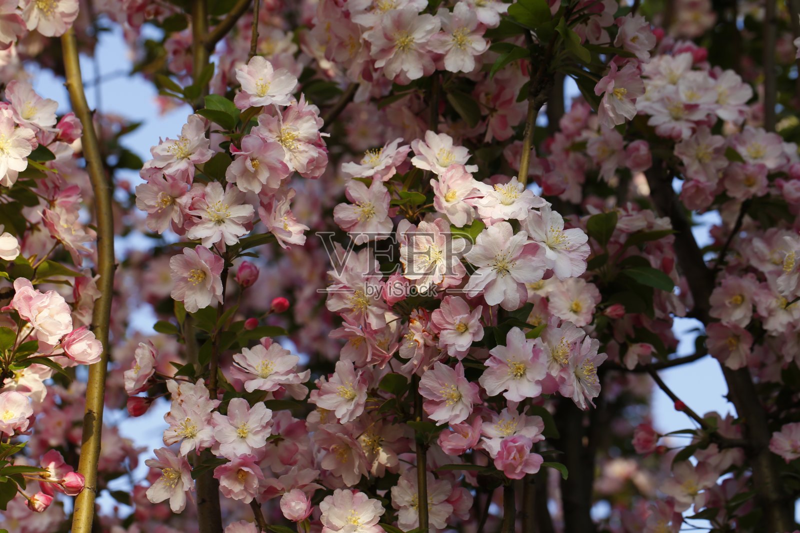 中国开花，海棠花盛开照片摄影图片