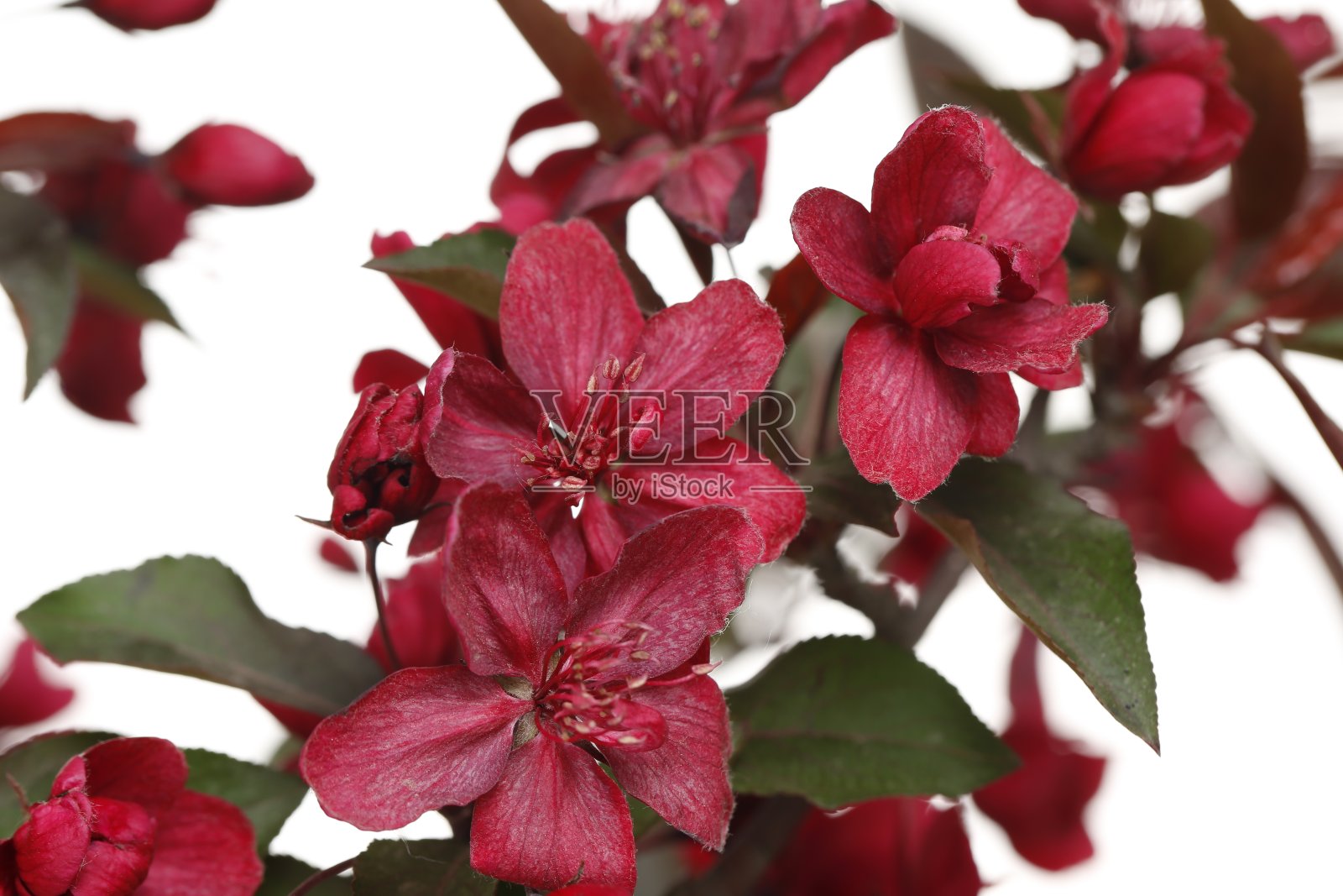 中国开花，海棠花盛开照片摄影图片