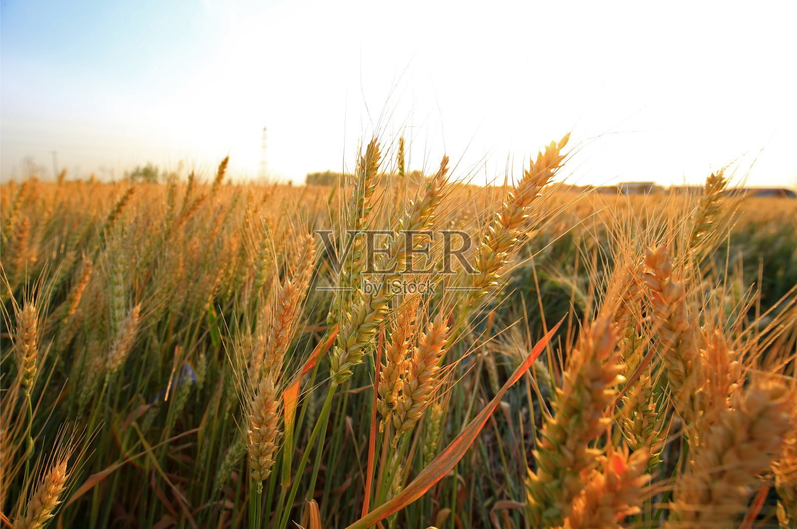 捕手照片摄影图片