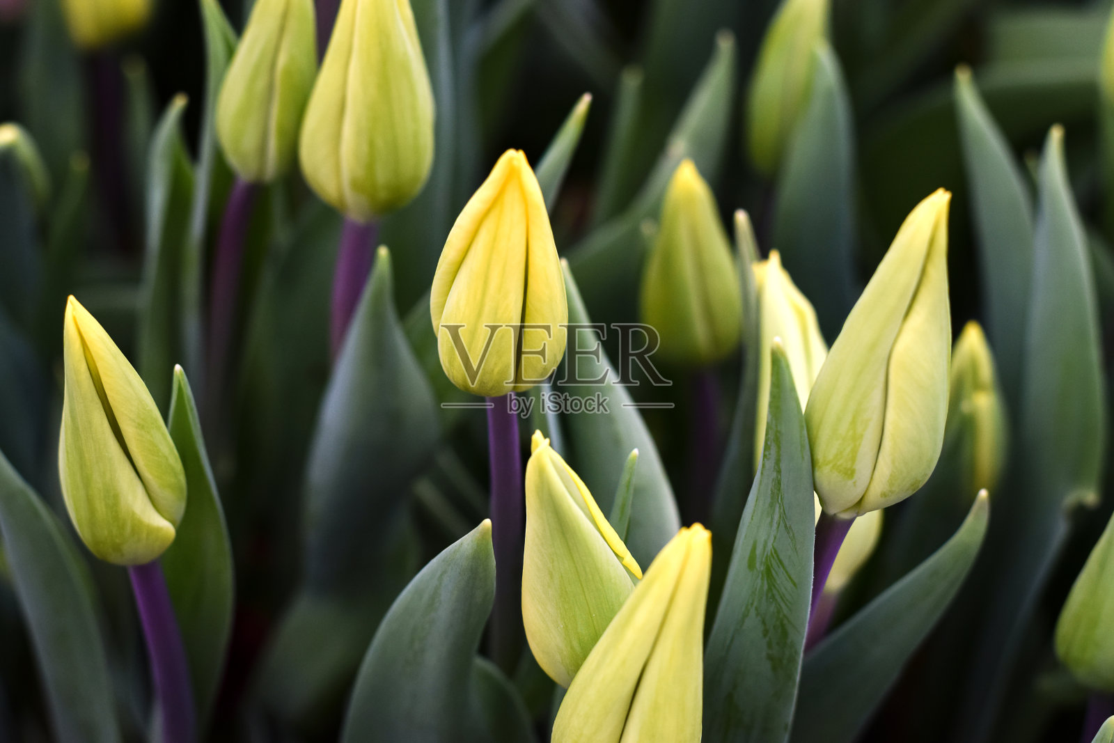 盛开的黄色的郁金香。创造性的自然背景。春天的概念,园艺。妇女节和母亲节。照片摄影图片