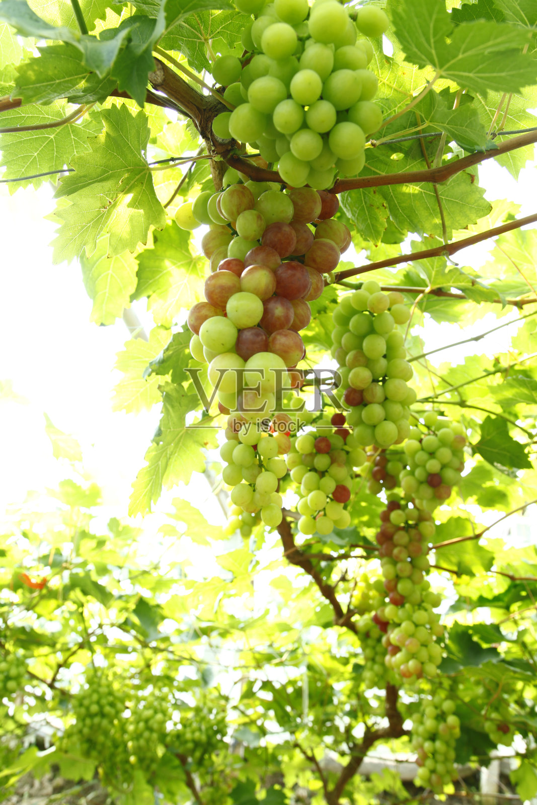 葡萄园照片摄影图片