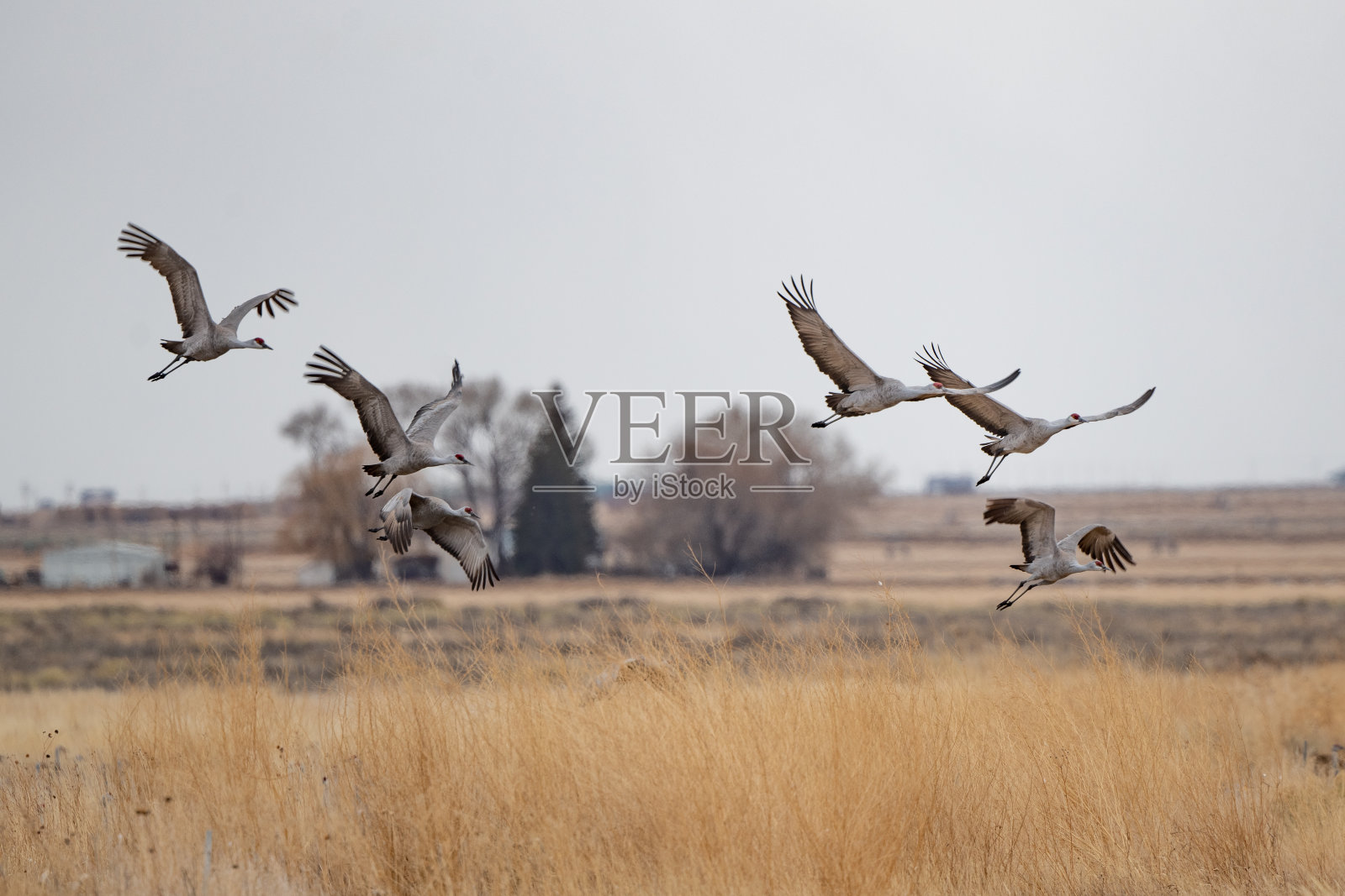 在蒙特维斯塔野生动物保护区，沙丘鹤在大风中飞行照片摄影图片