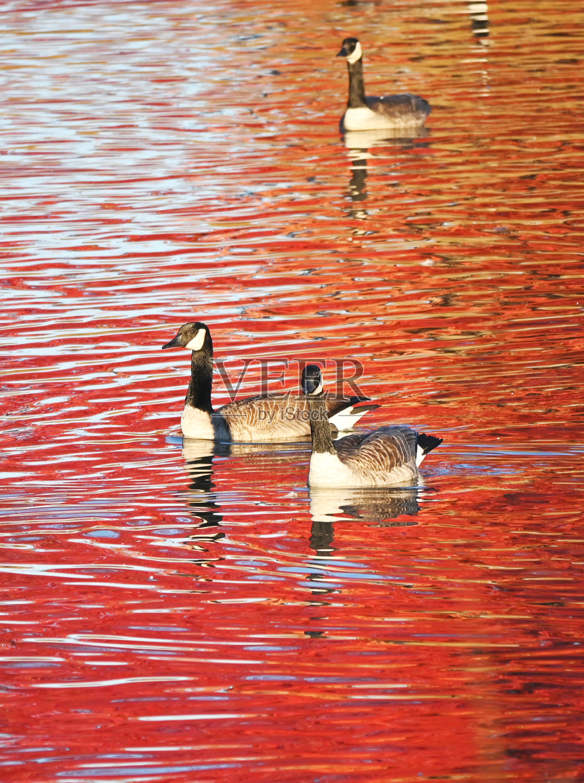 红塘鹅照片摄影图片