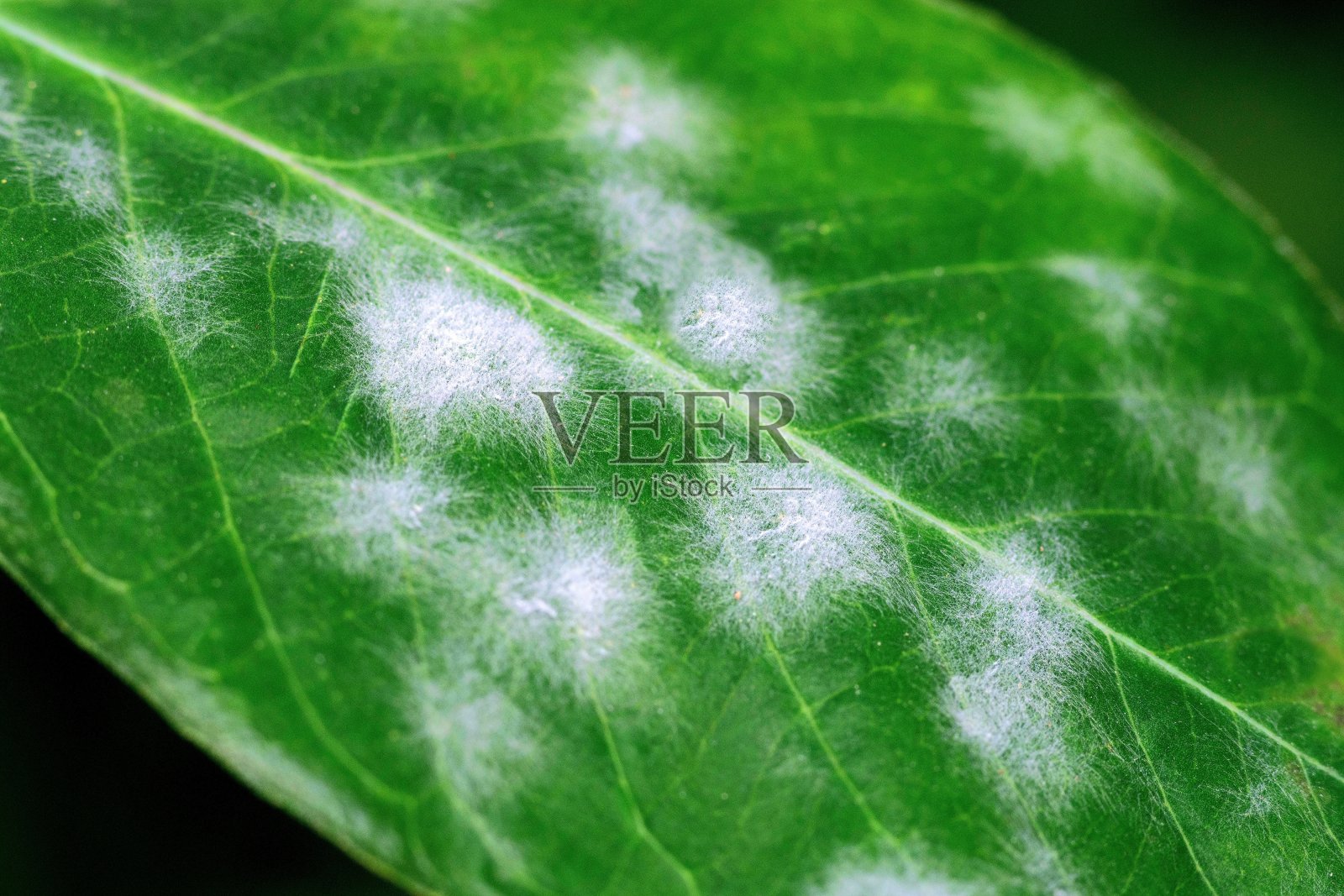 被粉蚧虫害破坏的叶子。照片摄影图片