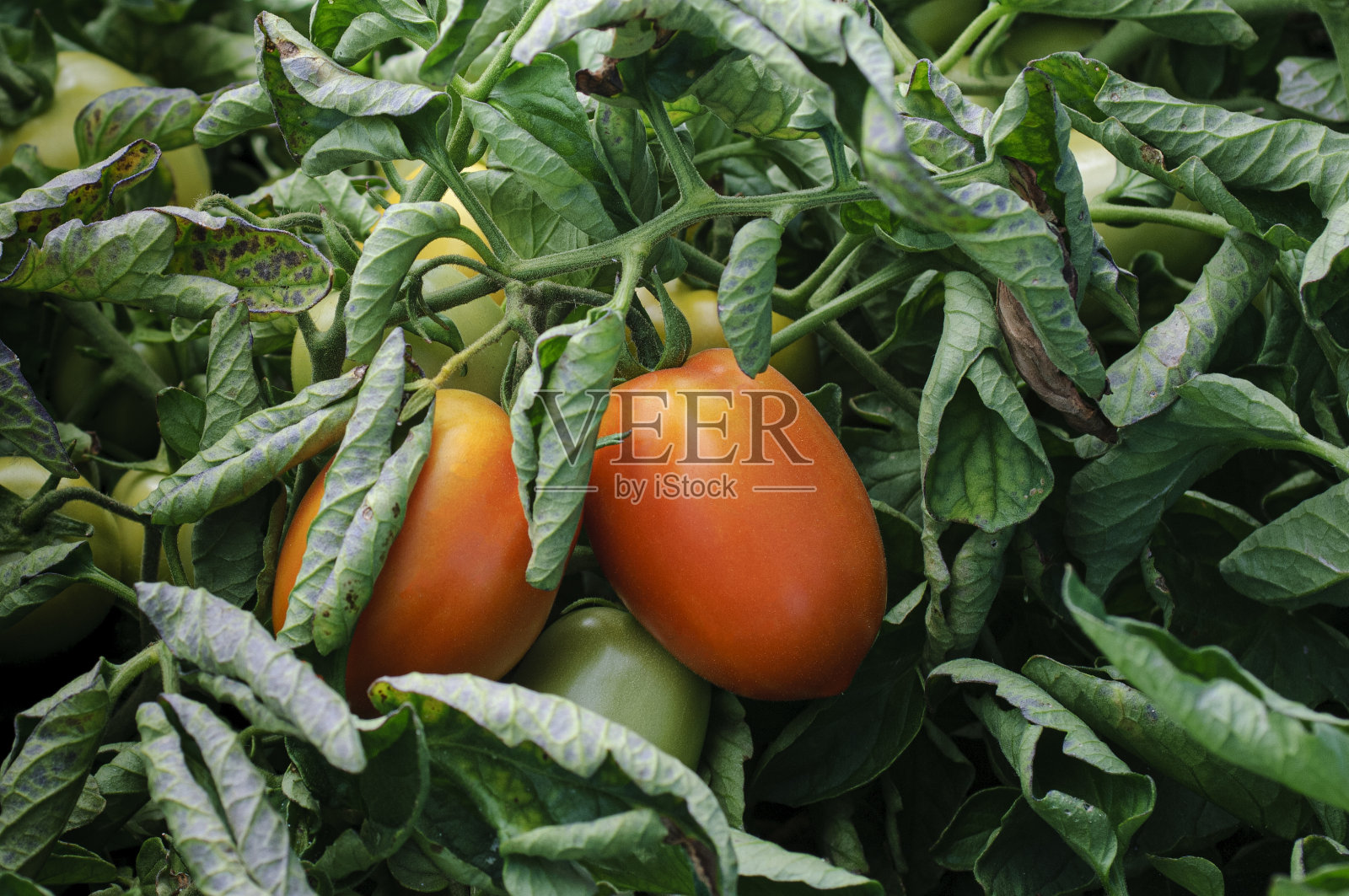 藤上成熟的有机番茄特写照片摄影图片