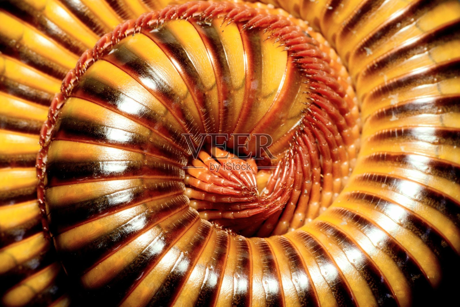 千足虫的闭合腿-动物行为。照片摄影图片