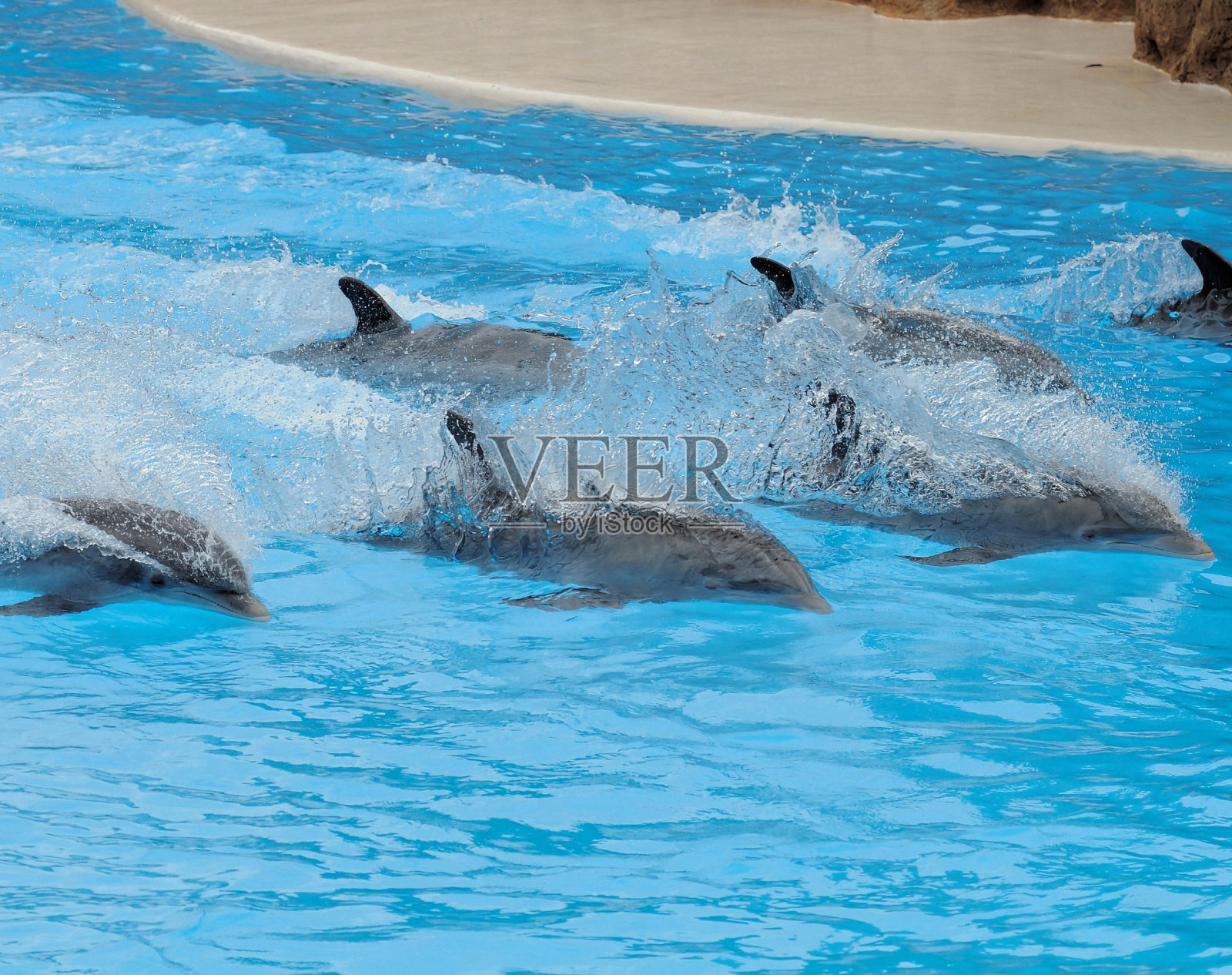灰色的海豚在非常蓝色的水照片摄影图片