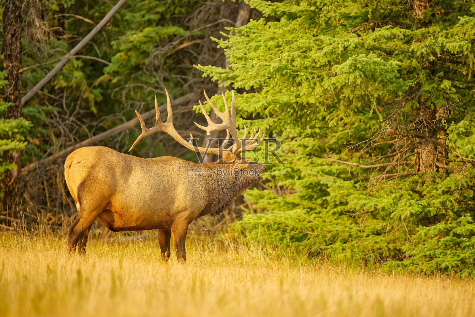 加拿大阿尔伯塔省的贾斯珀国家公园照片摄影图片