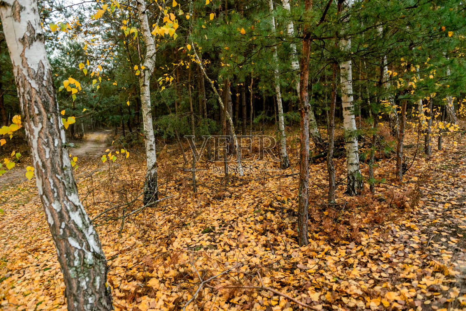 秋天树在森林里，公园里照片摄影图片