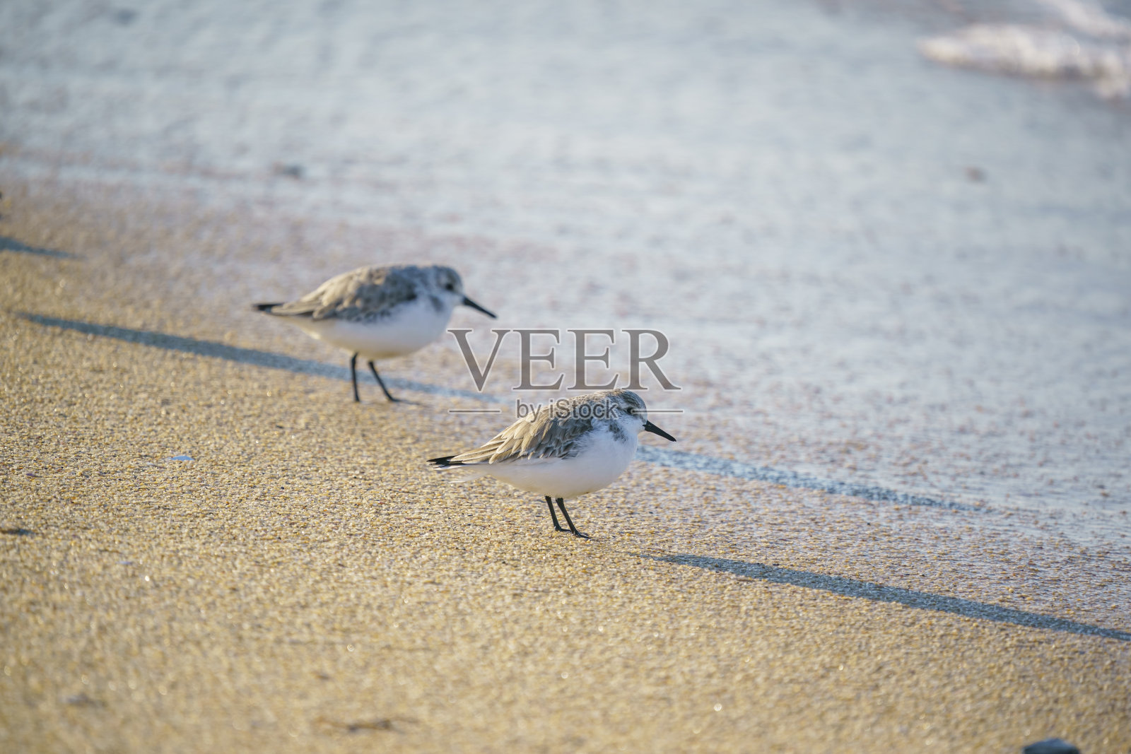 桑德林， 卡利德里斯·阿尔巴照片摄影图片