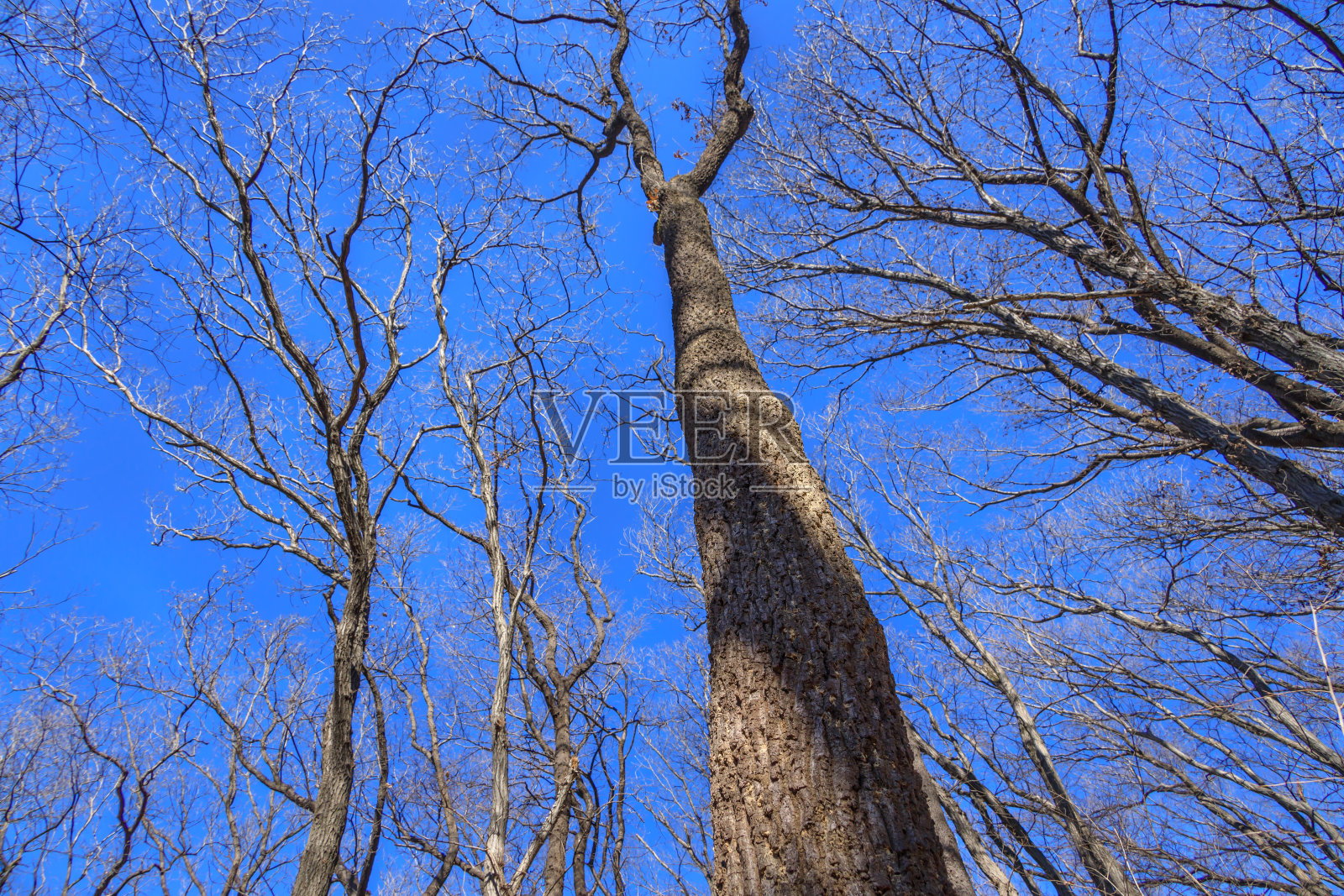 蓝天和倒下的树木照片摄影图片