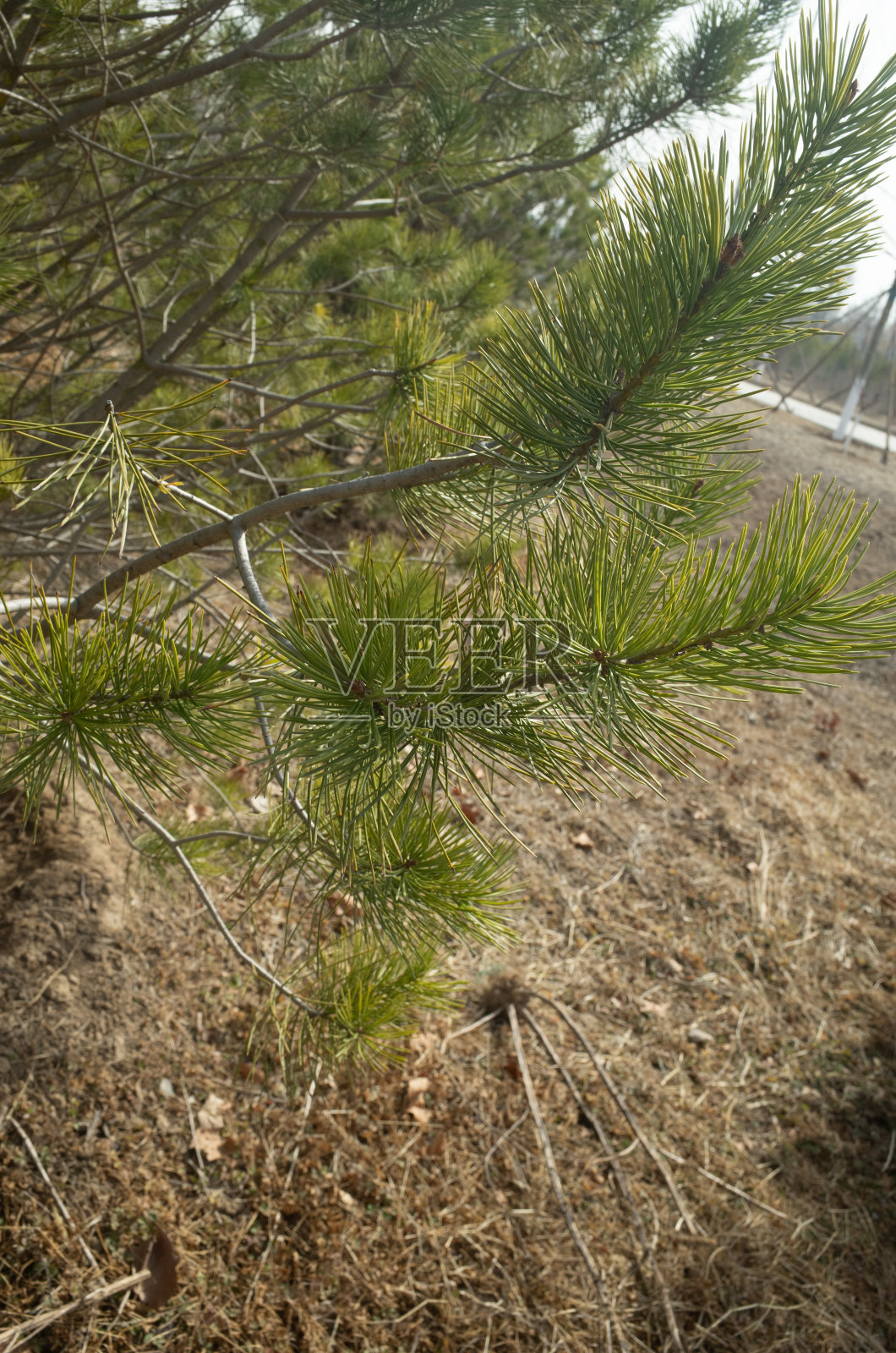 春天是植物重新生长的季节照片摄影图片