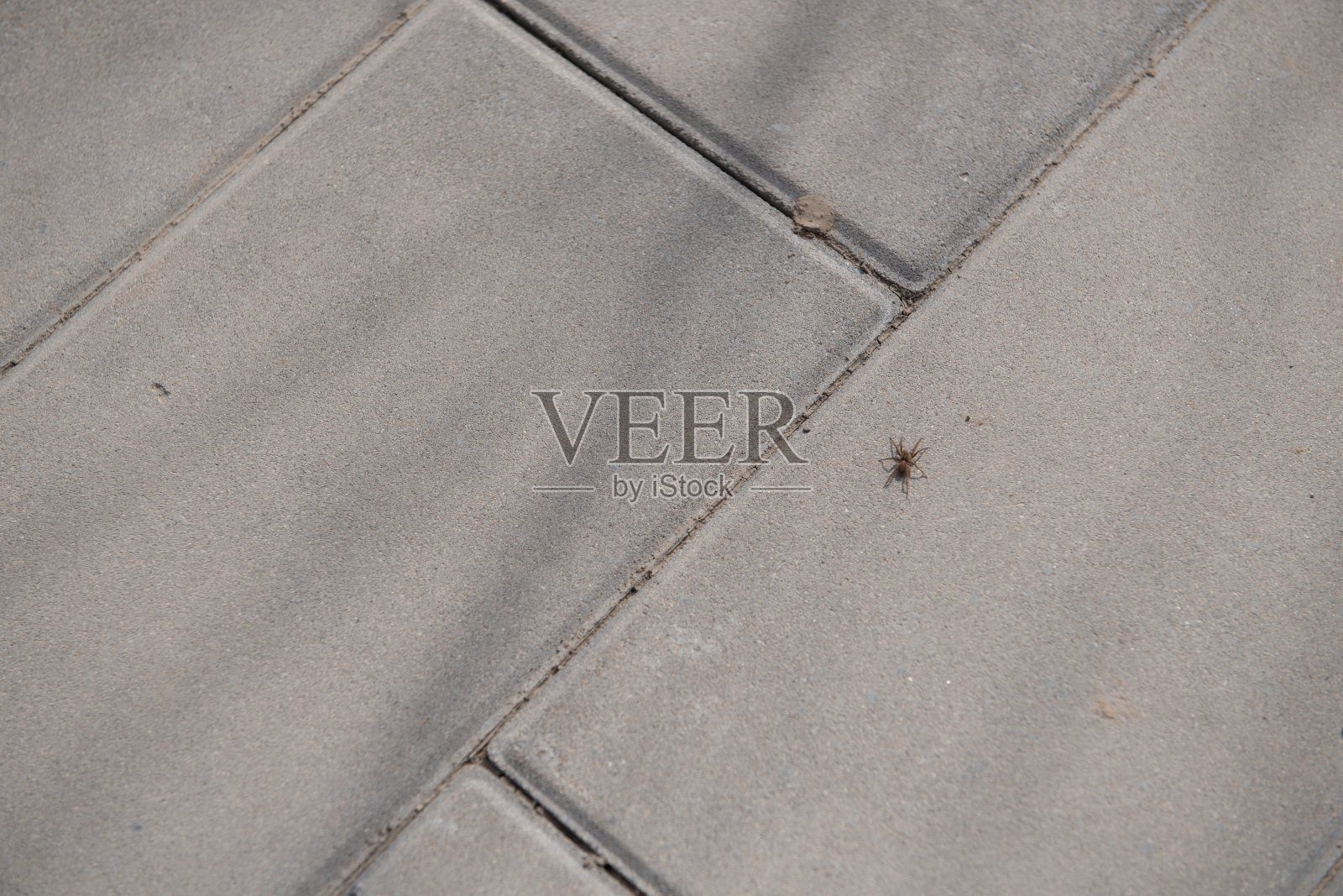 春天是植物重新生长的季节照片摄影图片