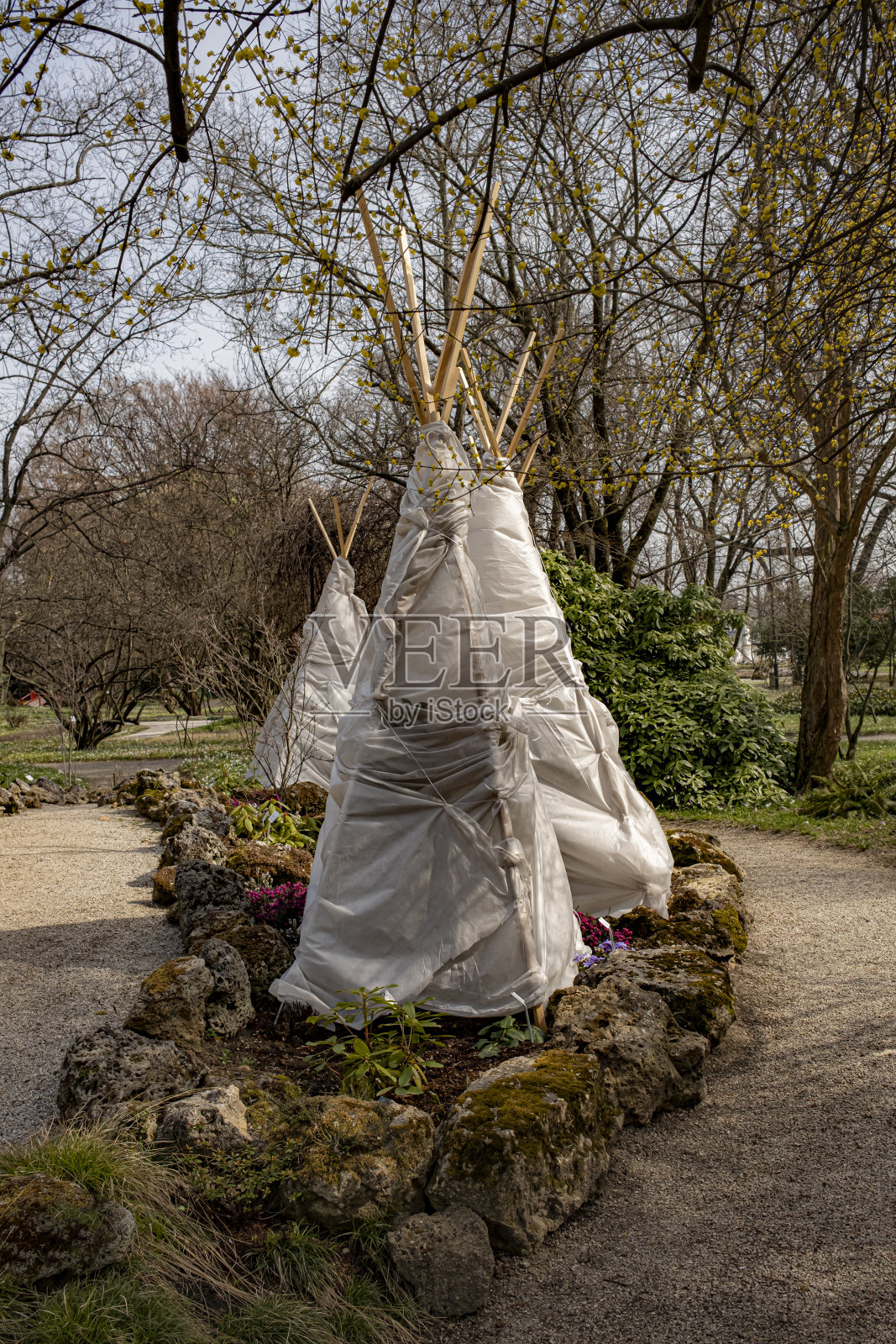 冬天保护热带植物照片摄影图片