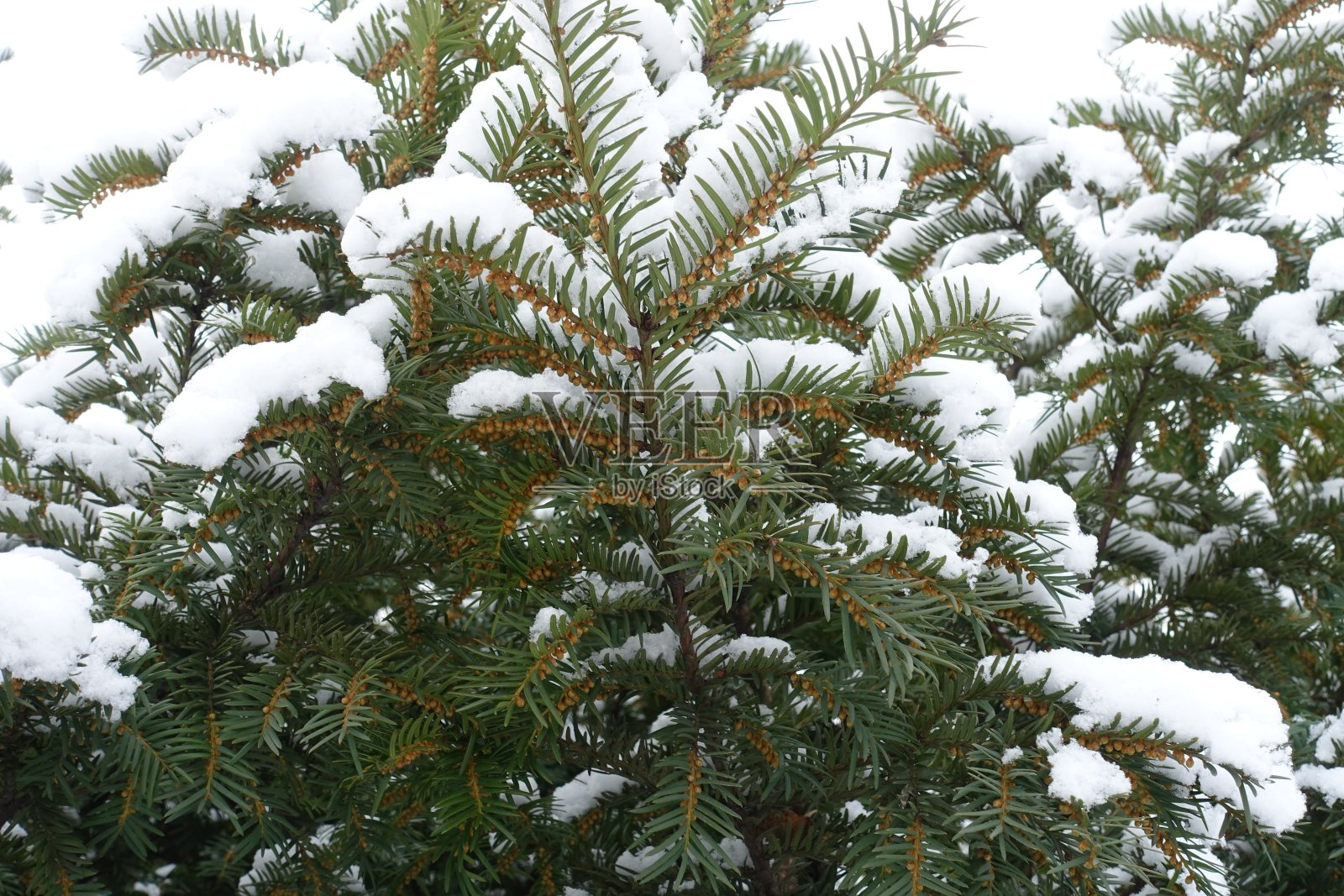 有未成熟雄球果的普通红豆杉的绿色叶子，在一月被雪覆盖照片摄影图片