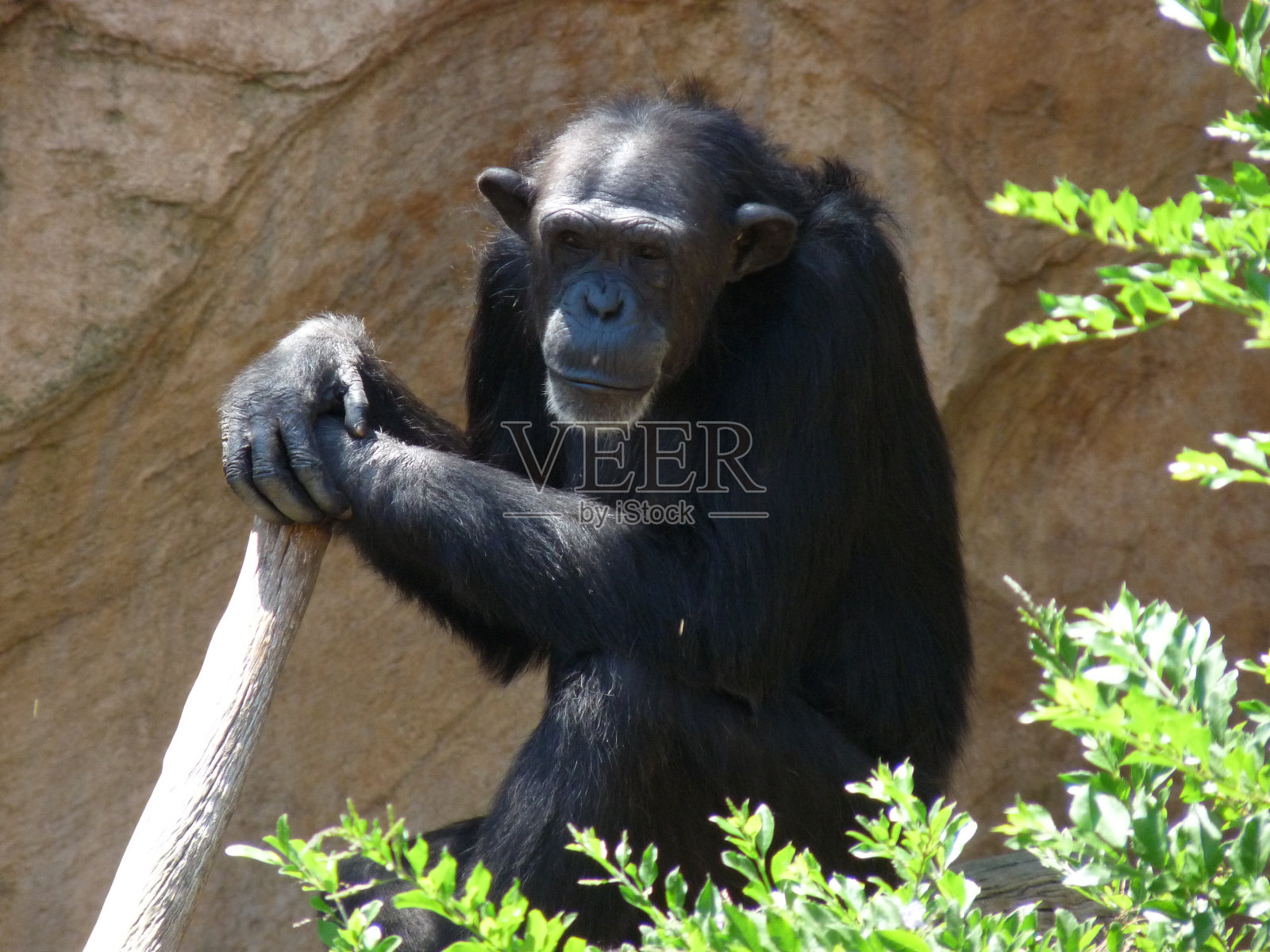 一只黑猩猩在悬崖边休息，他的手拿着一根棍子照片摄影图片
