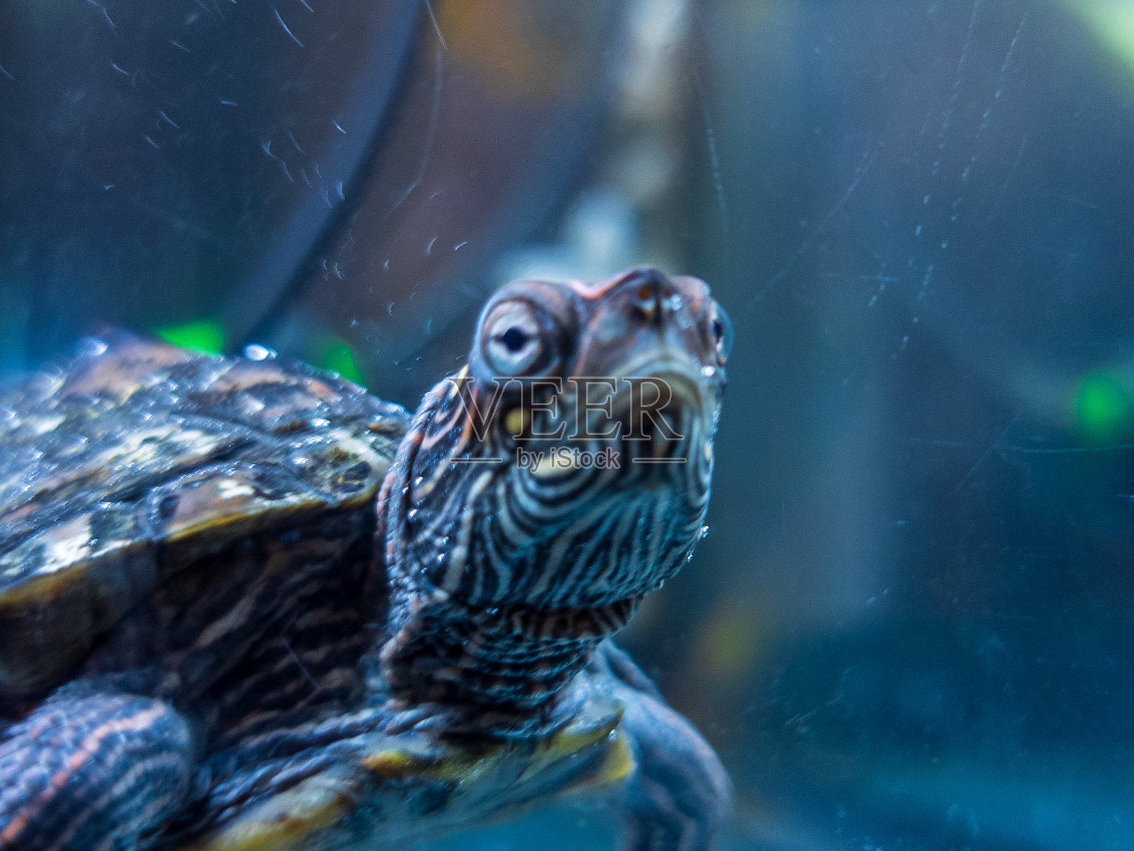 乌龟在水族馆照片摄影图片