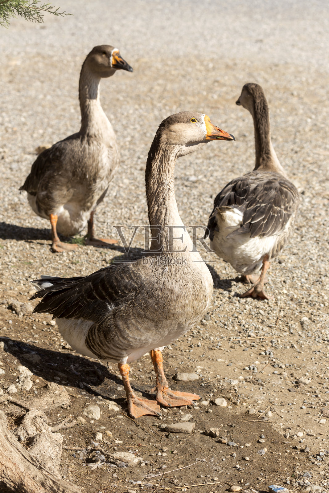 岸边的三只鹅照片摄影图片