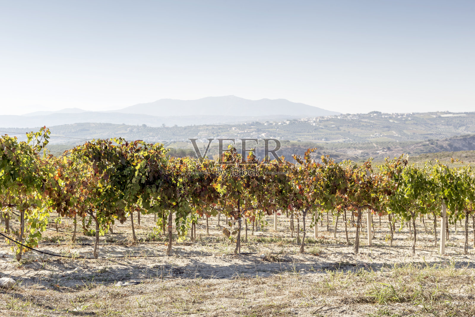 秋天阳光明媚的日子里生长的葡萄(希腊克里特岛)照片摄影图片