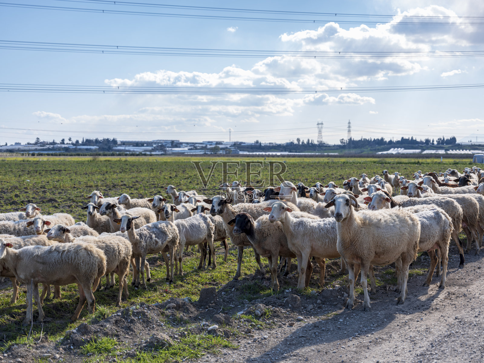 小绵羊和小山羊。分散在牧场上的小牛群。照片摄影图片