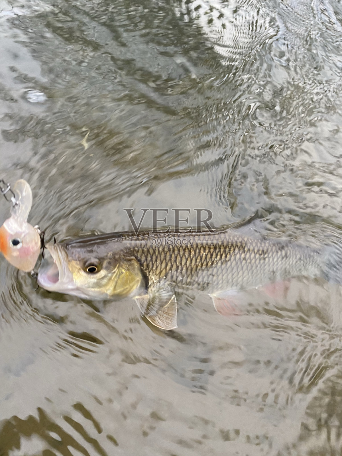 鱼被鱼饵钩住了。钓鱼、自然、河流的概念照片摄影图片