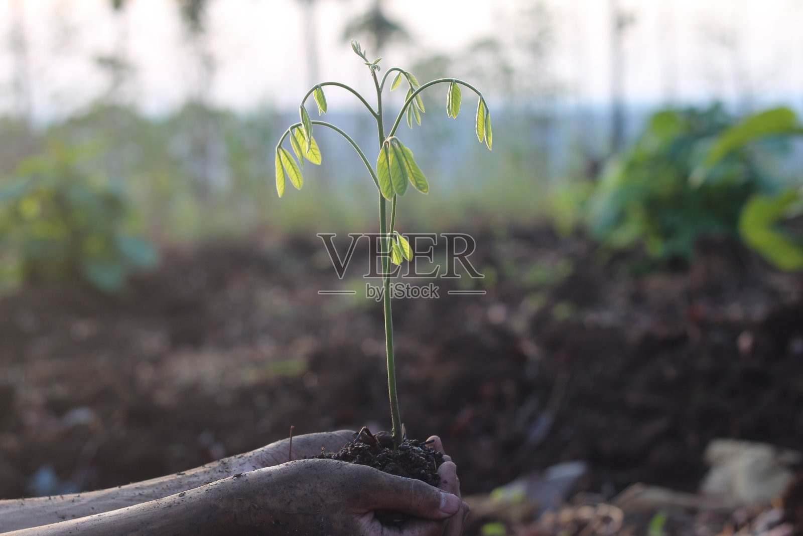 拯救我们的树照片摄影图片
