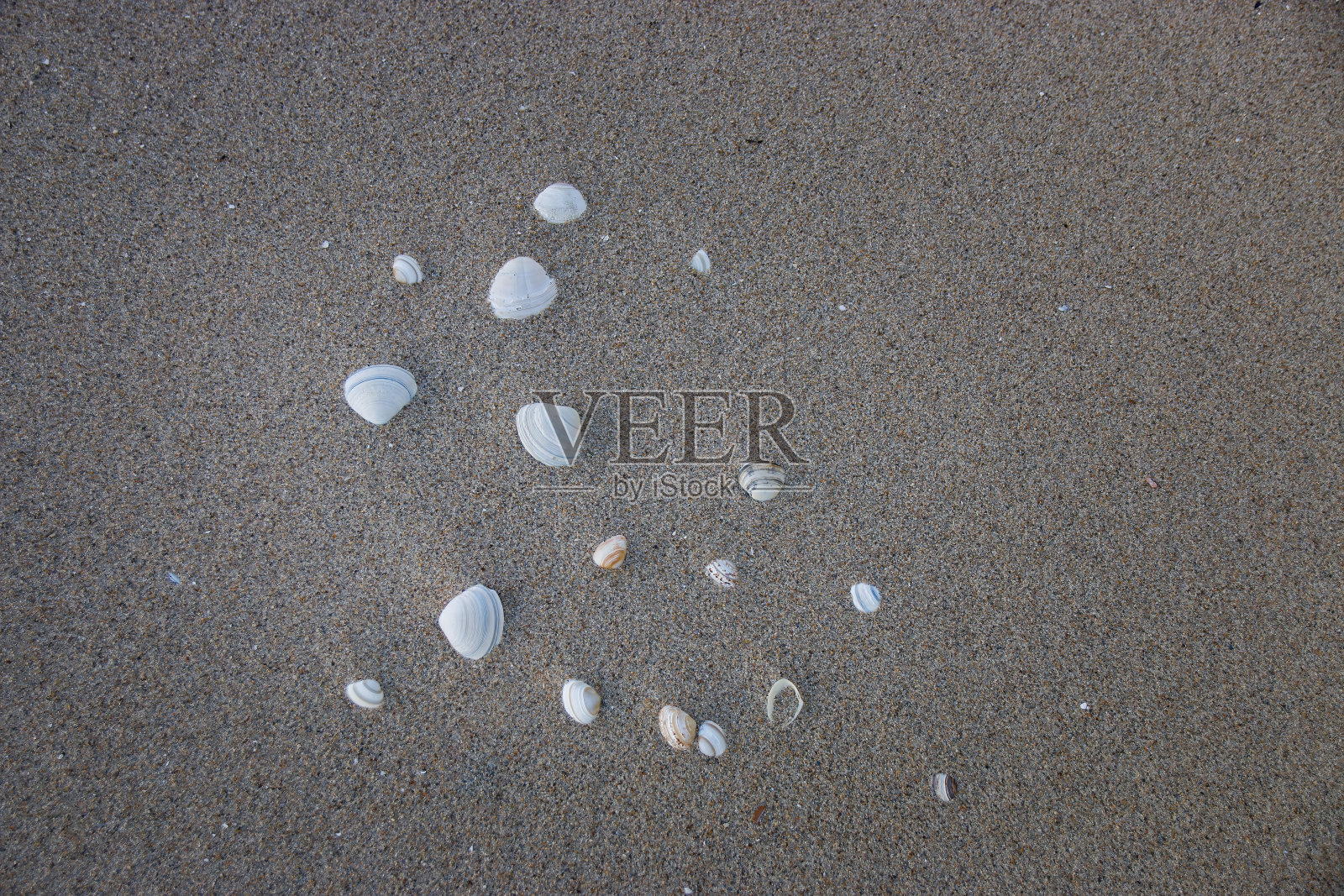 沙子里的贝壳照片摄影图片