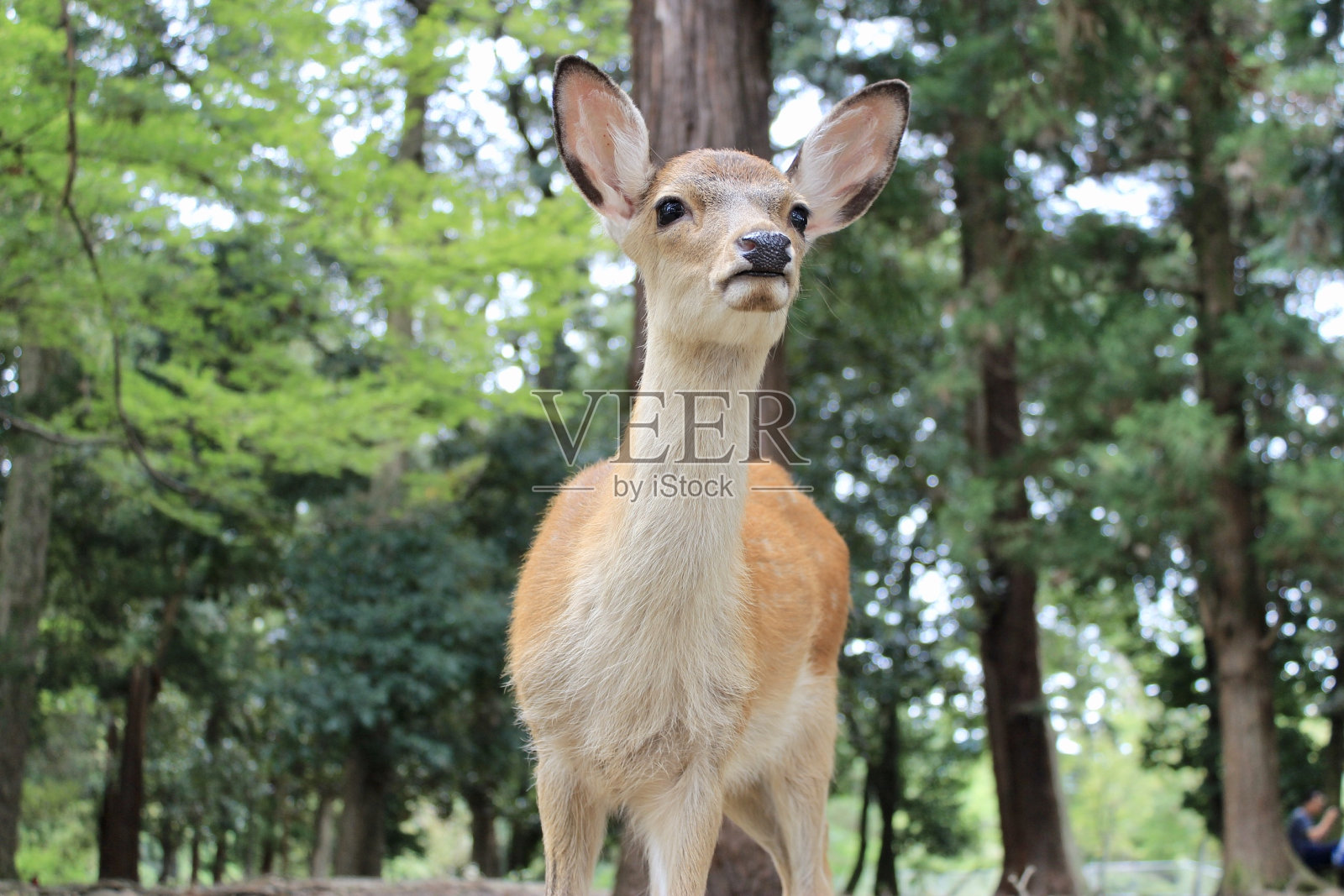 2017年，在以大松树林为背景的奈良公园，近距离观察毛茸茸的小母鹿，它们有着天真无邪的眼睛和大耳朵。她朝给她拍照的游客看了看。照片摄影图片
