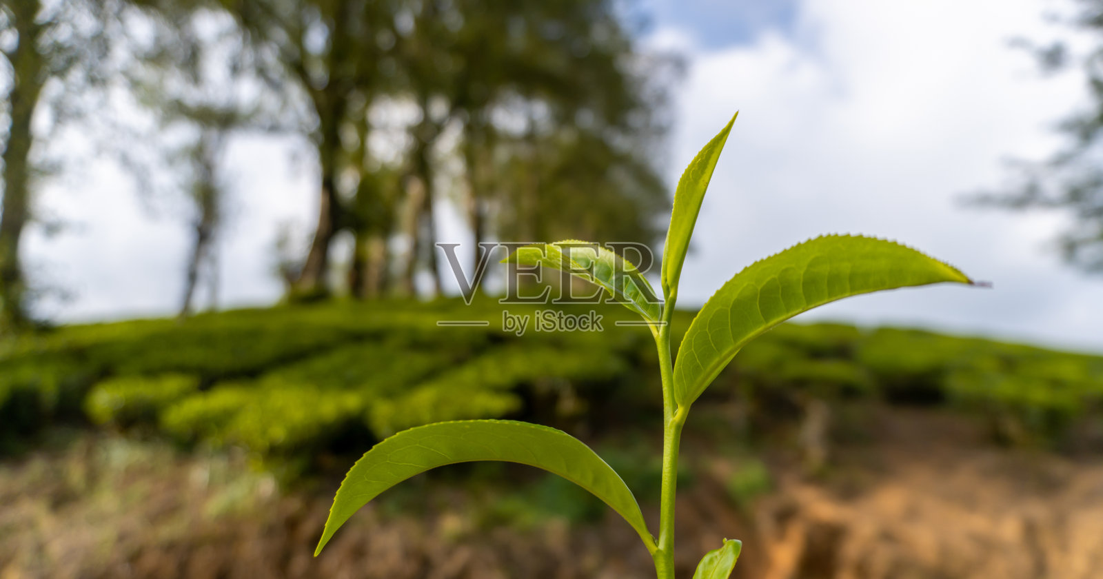 茶叶。茶园，青山，蓝天-郁郁葱葱的绿色自然景观照片摄影图片