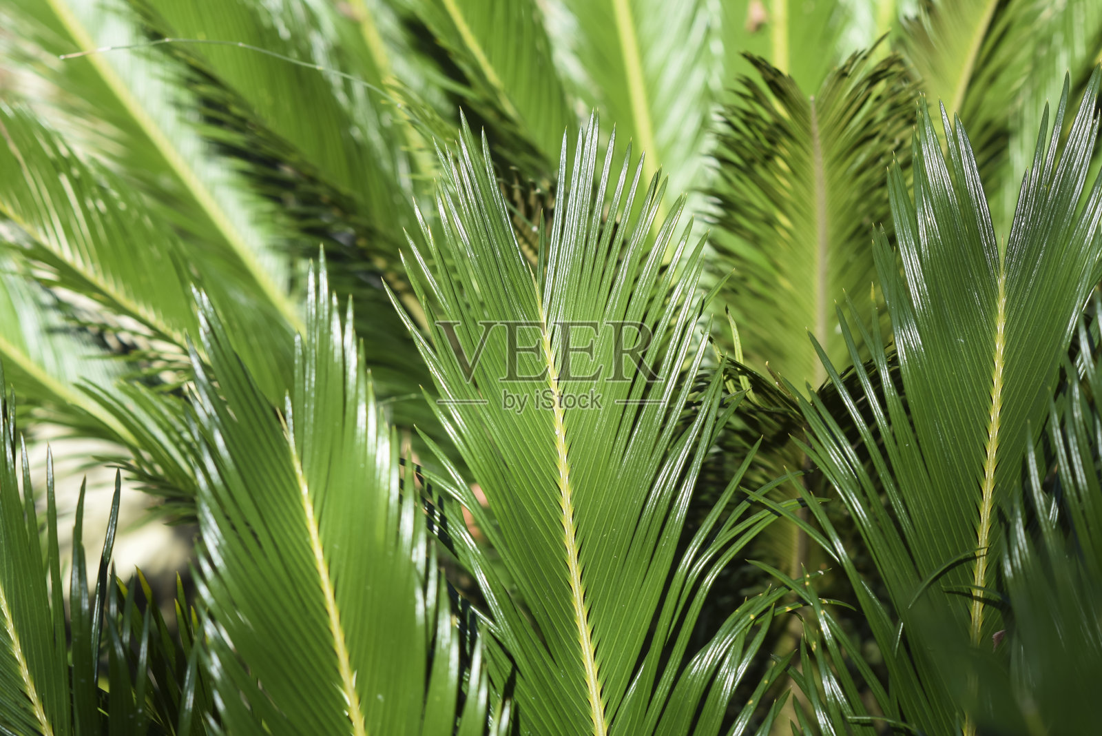 棕榈树的叶子在花园里生长。照片摄影图片