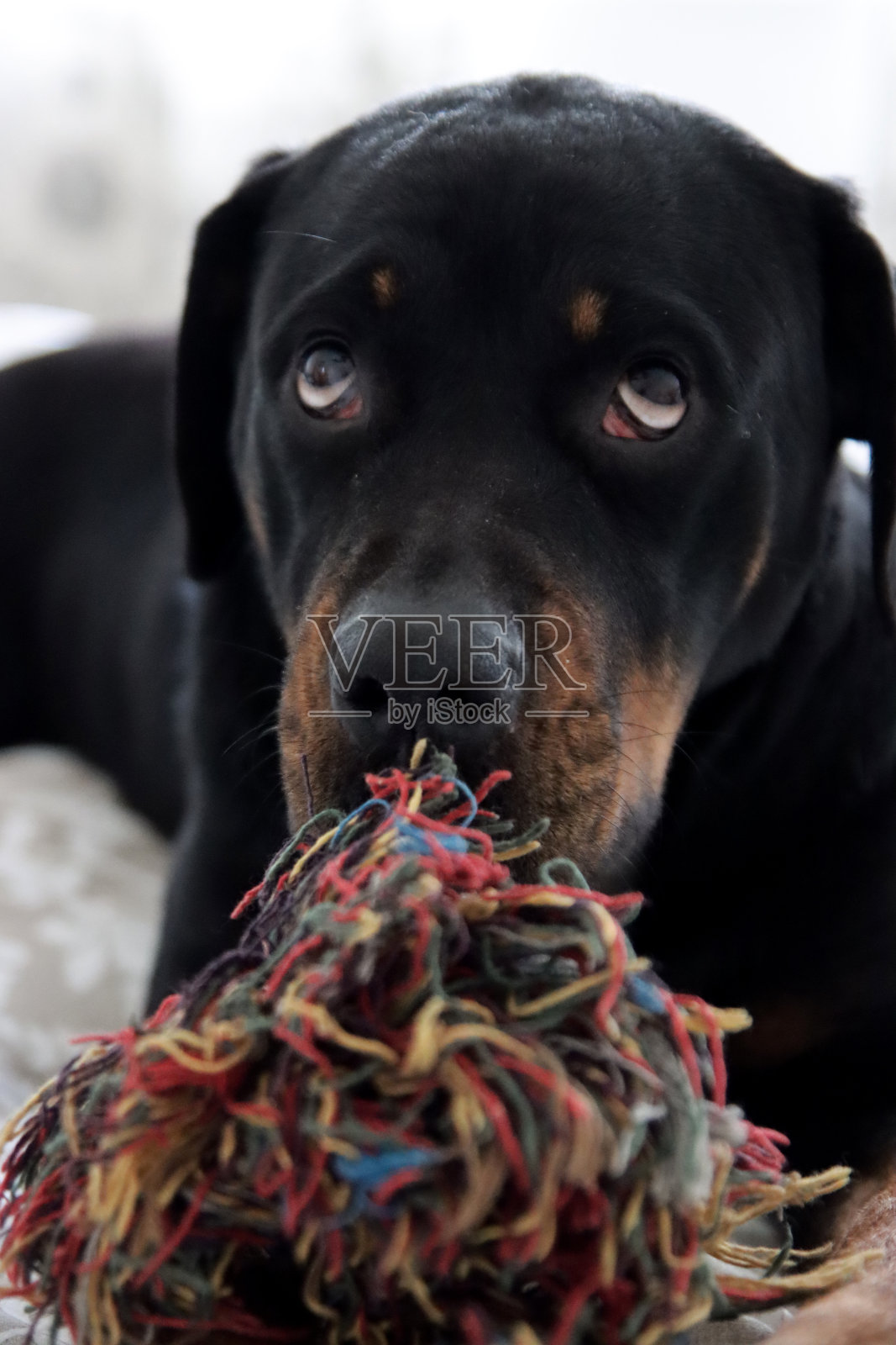 与玩具互动的罗威纳犬照片摄影图片