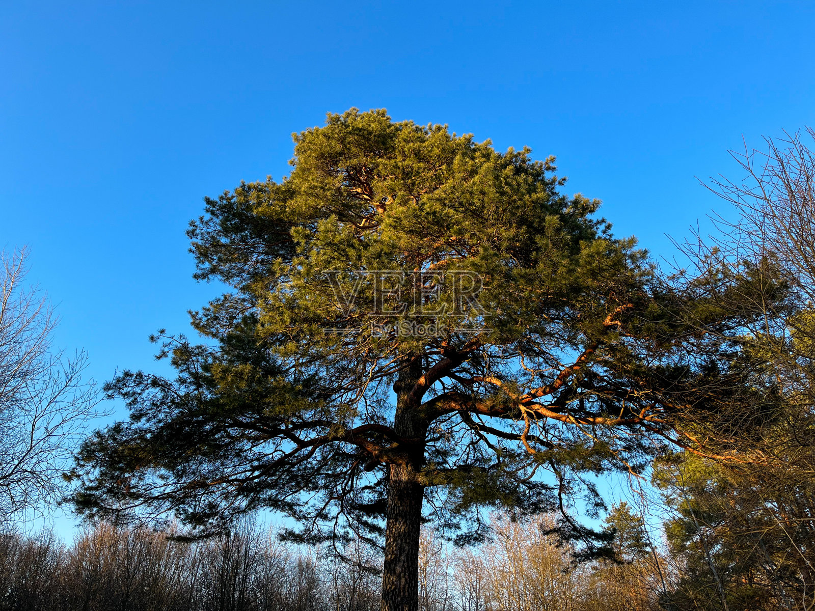 森林里一棵又大又老的松树映衬着蓝天照片摄影图片