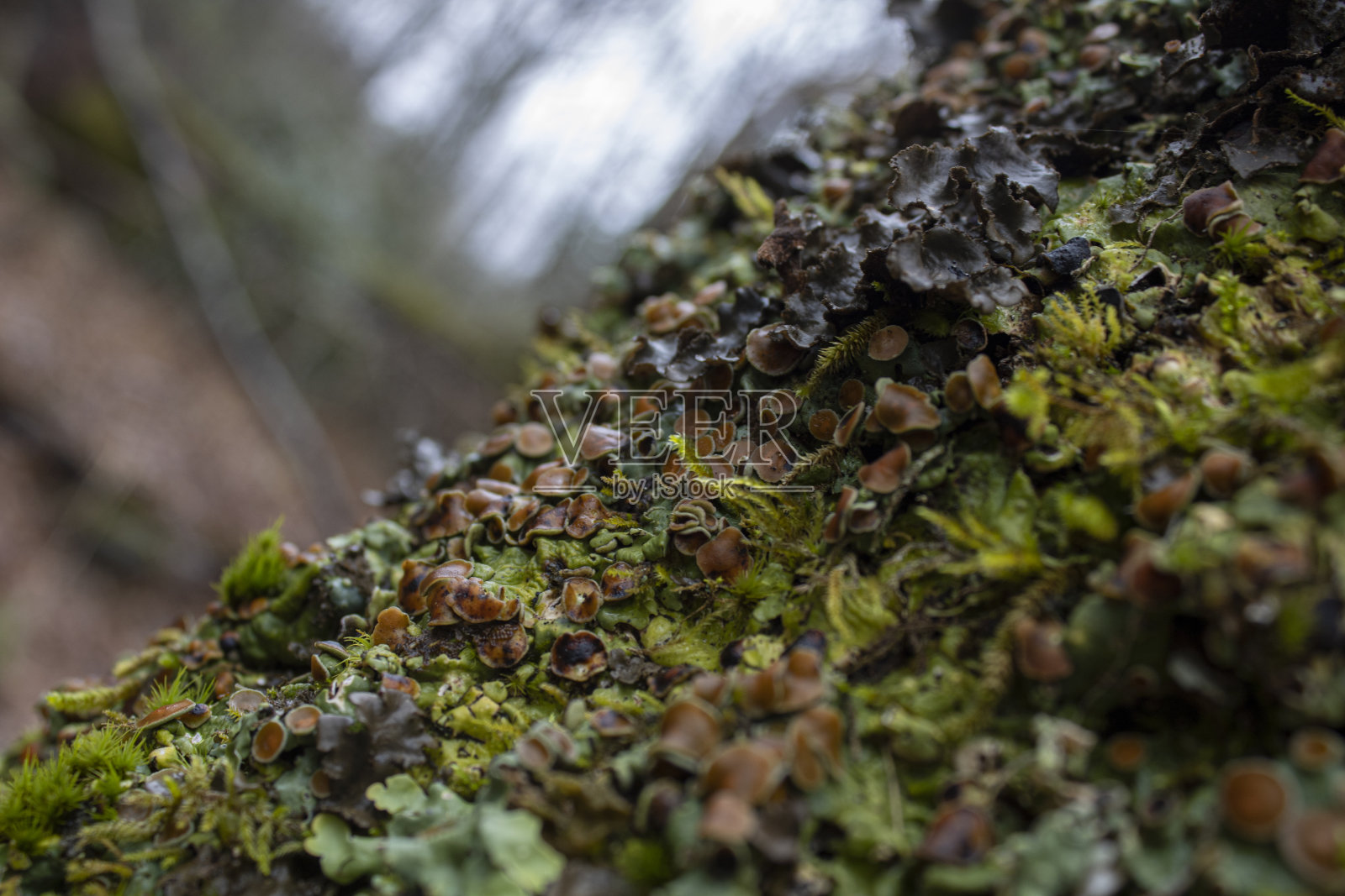 色彩斑斓的殖民地照片摄影图片
