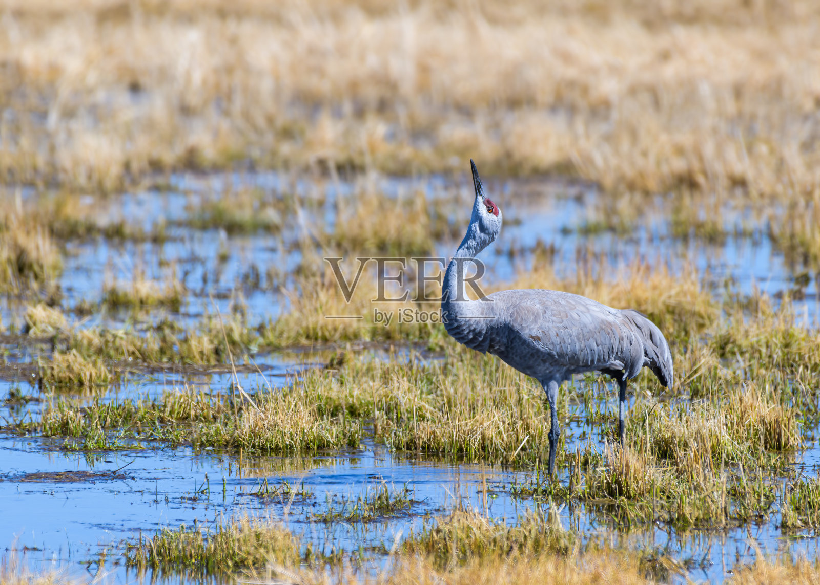 科罗拉多州蒙特维斯塔正在迁徙的大沙丘鹤照片摄影图片