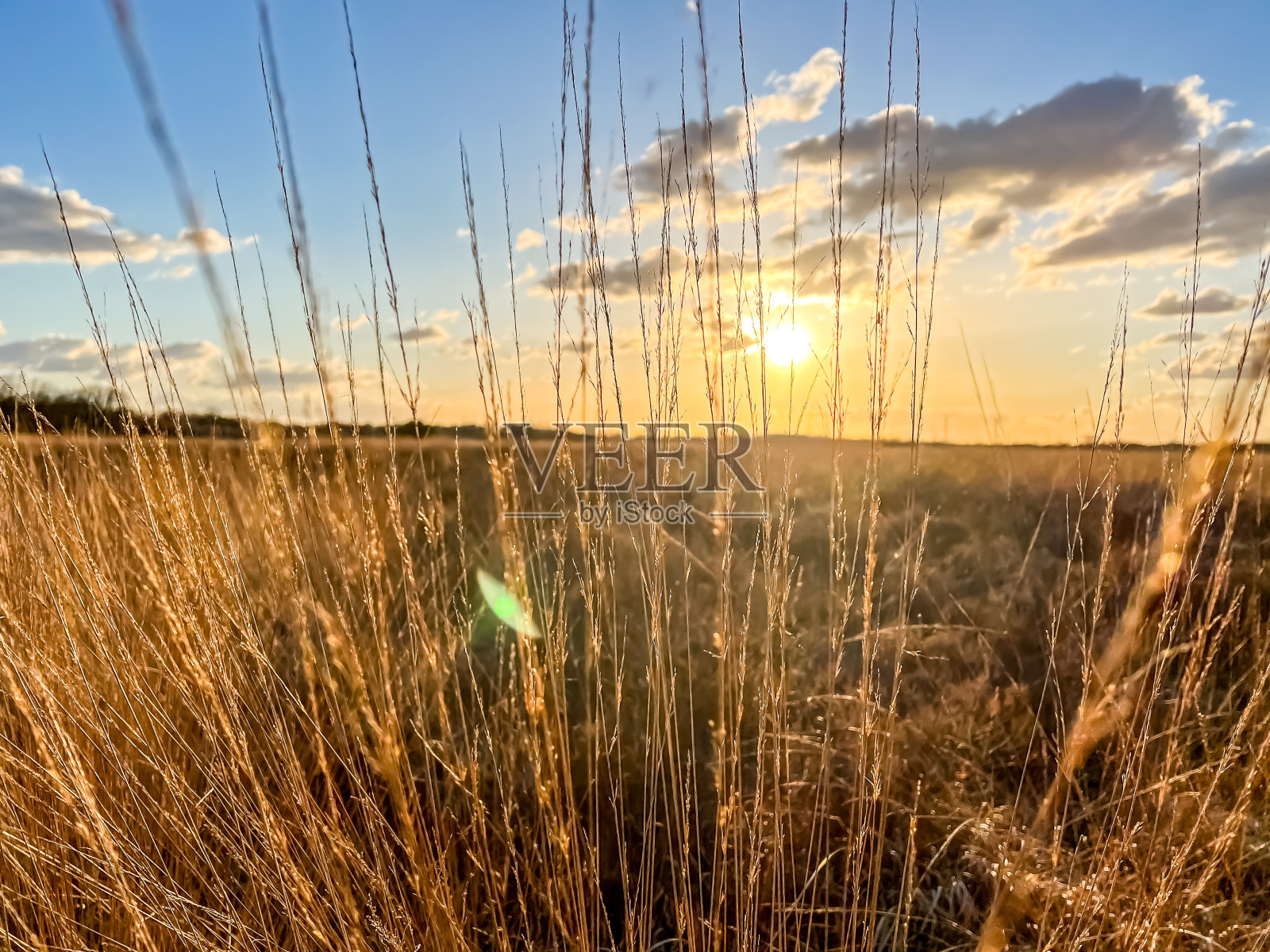 在德国的沼泽地，天气好的时候会有美丽的植物。照片摄影图片