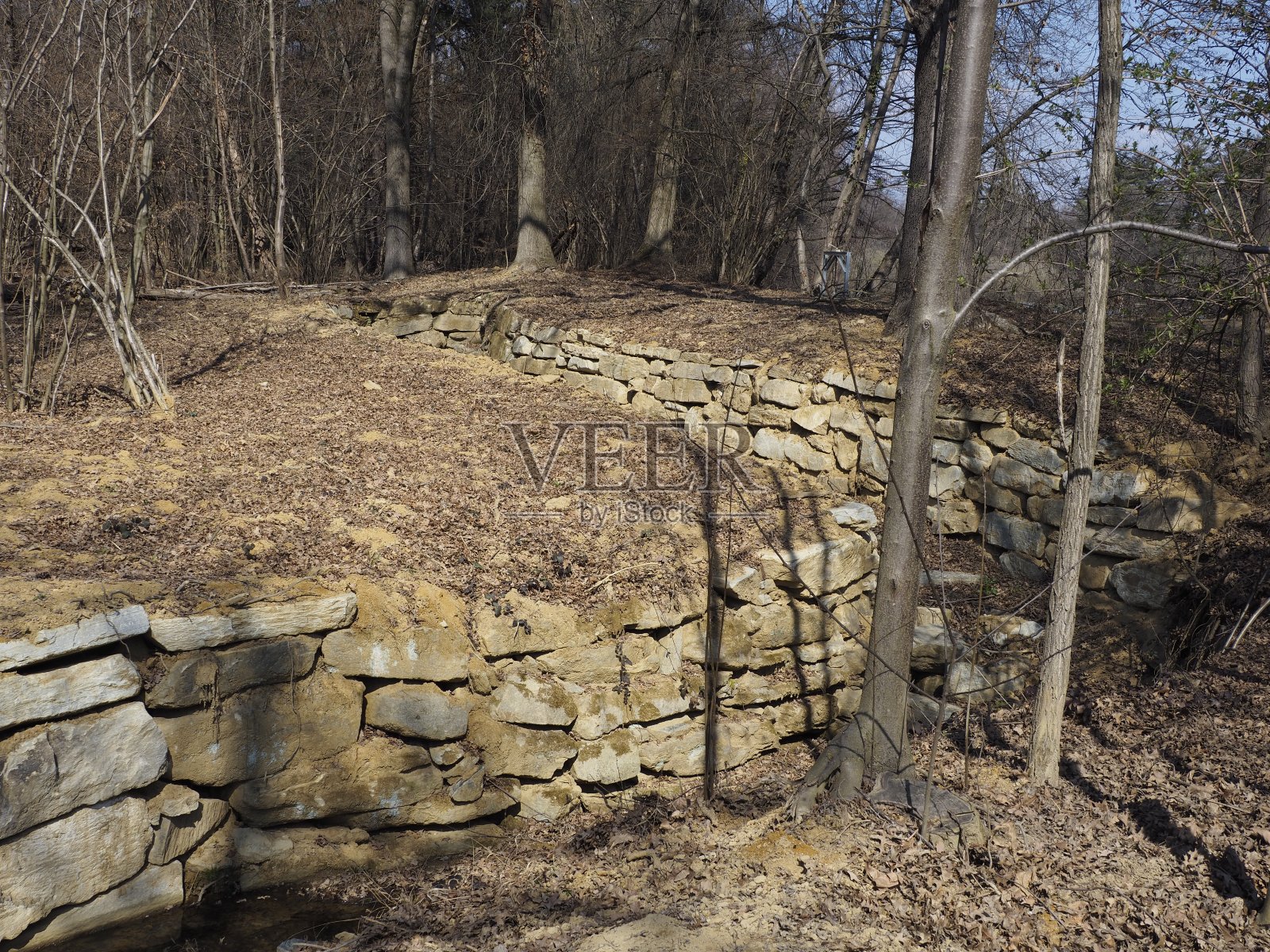 鹿群公园——都灵照片摄影图片