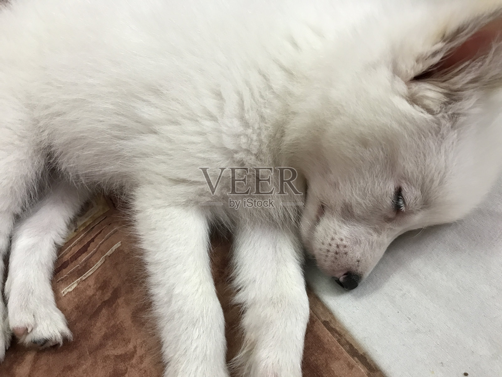 斯皮兹繁殖的小狗肖像照片摄影图片