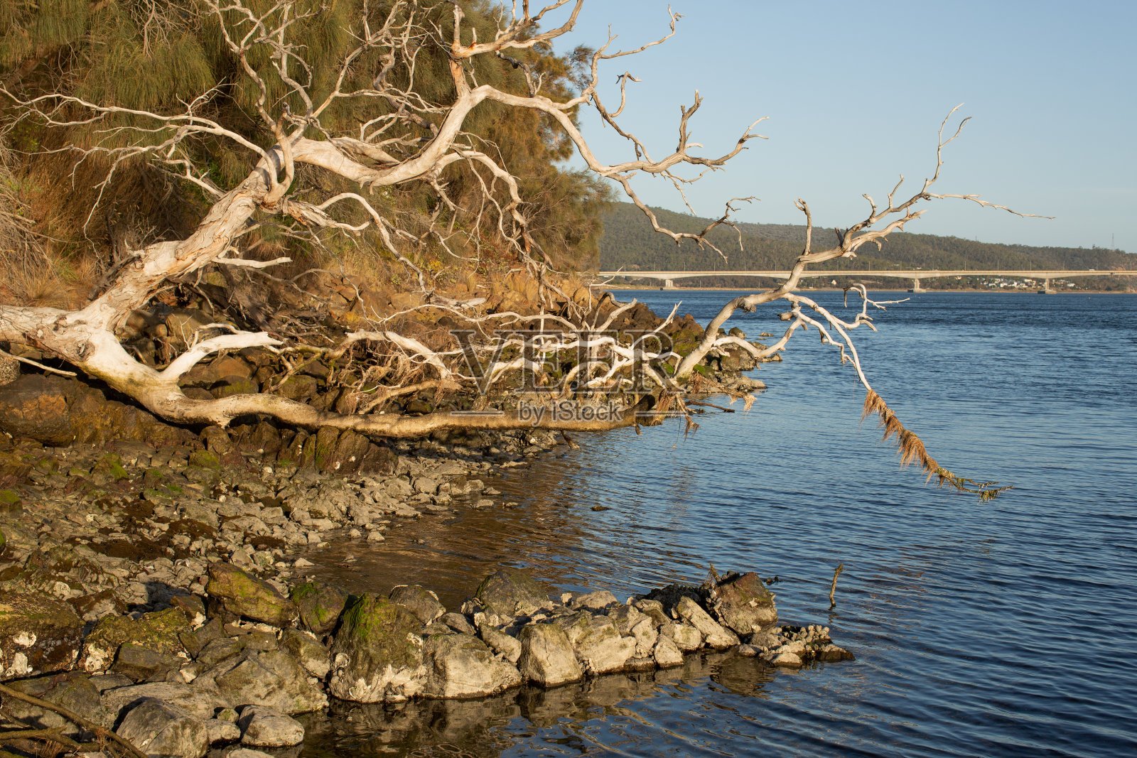 倒在奥塔哥湾德温特河岸边的枯树照片摄影图片