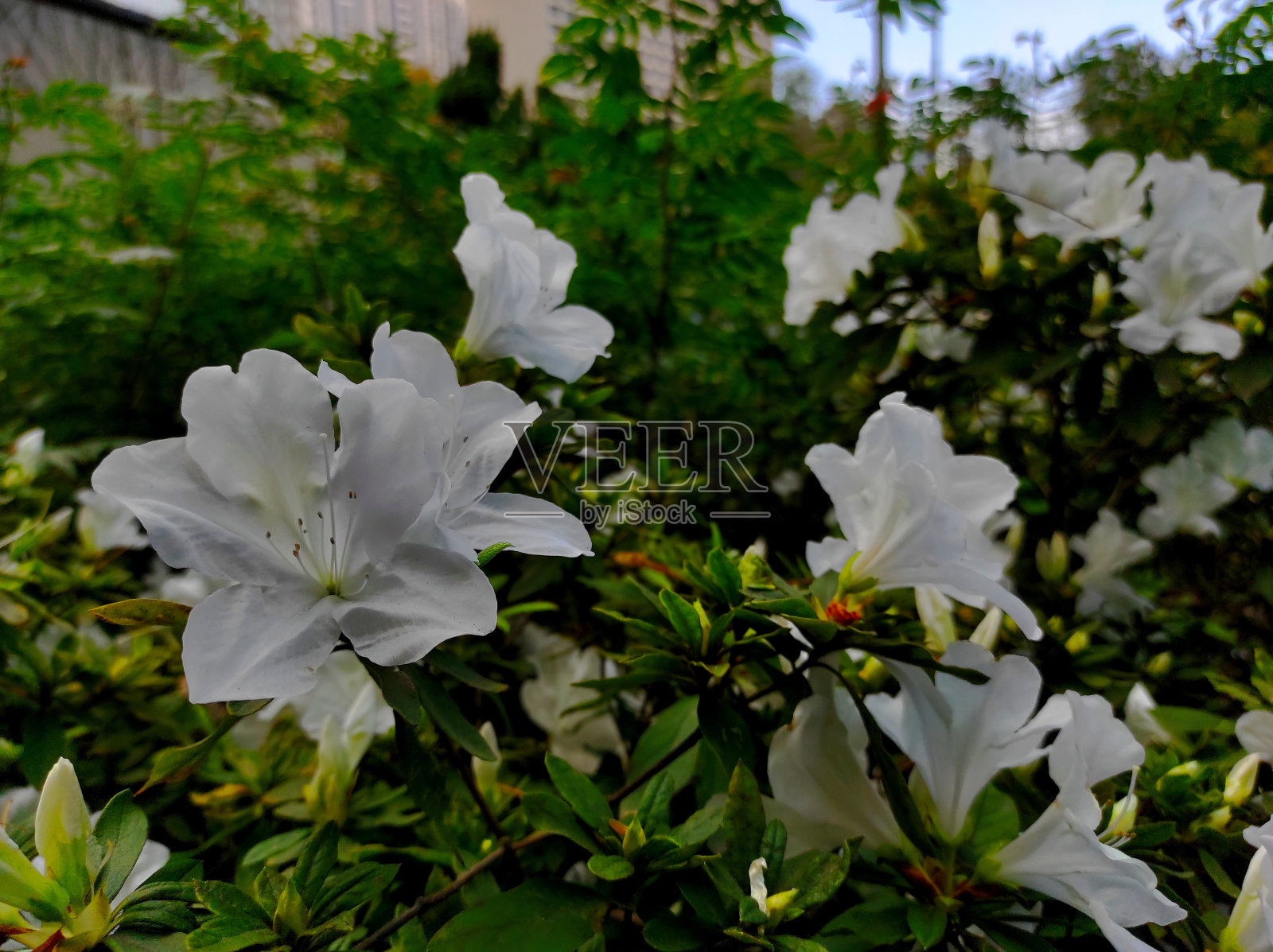 Saliyah或杜鹃花照片摄影图片