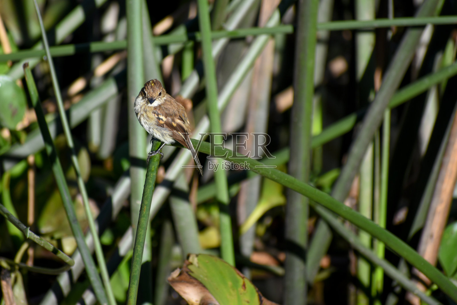 芦苇植物之间的皮色的捕蝇草照片摄影图片