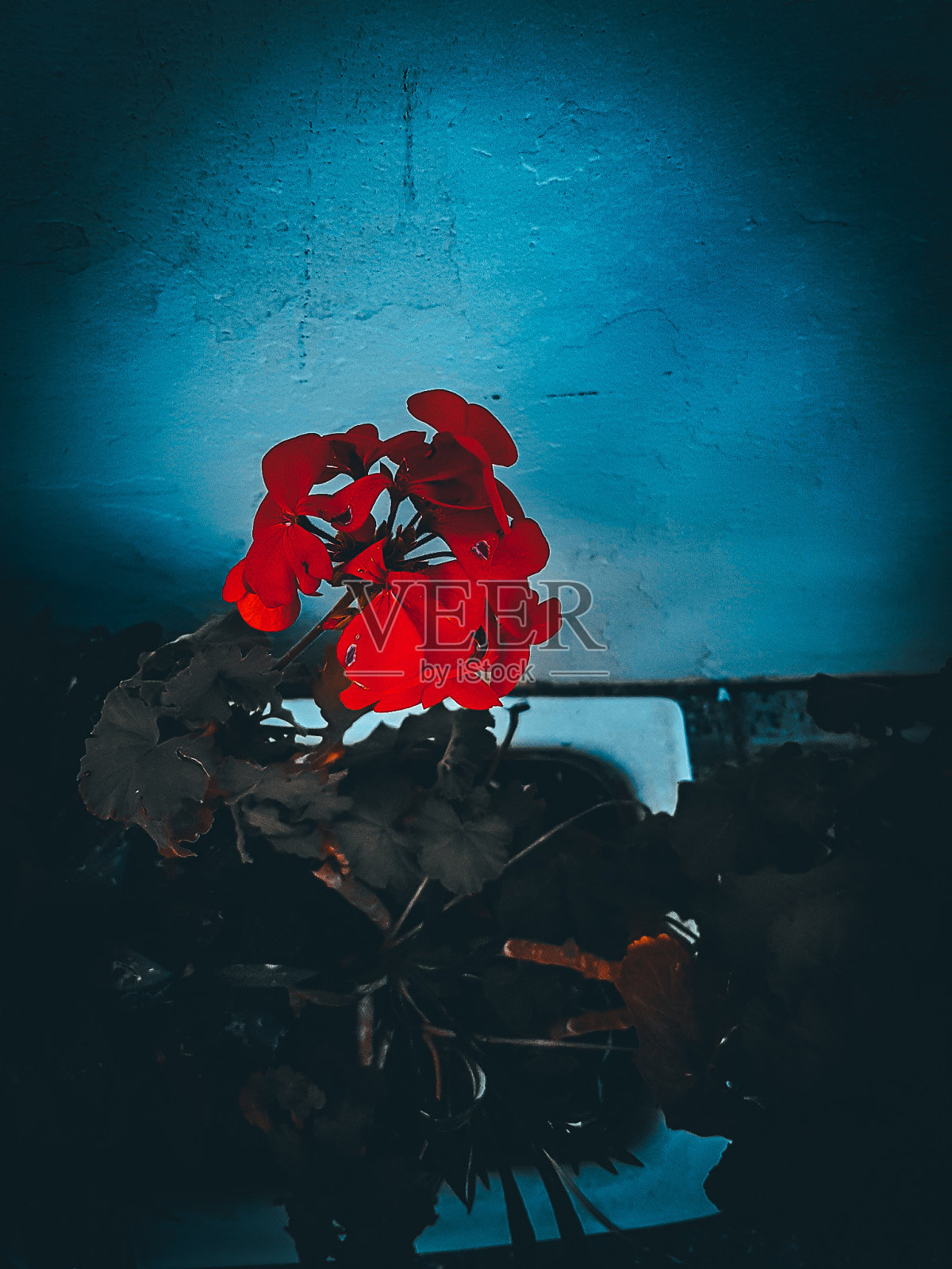 花照片摄影图片