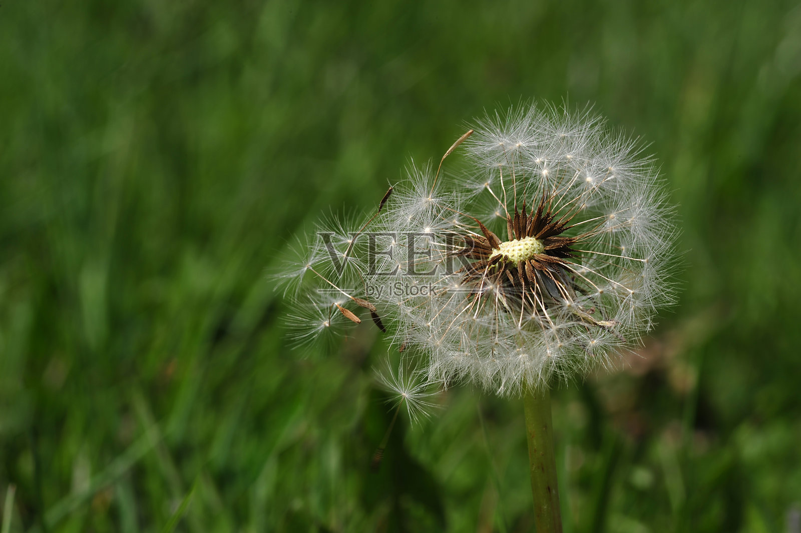 蒲公英照片摄影图片