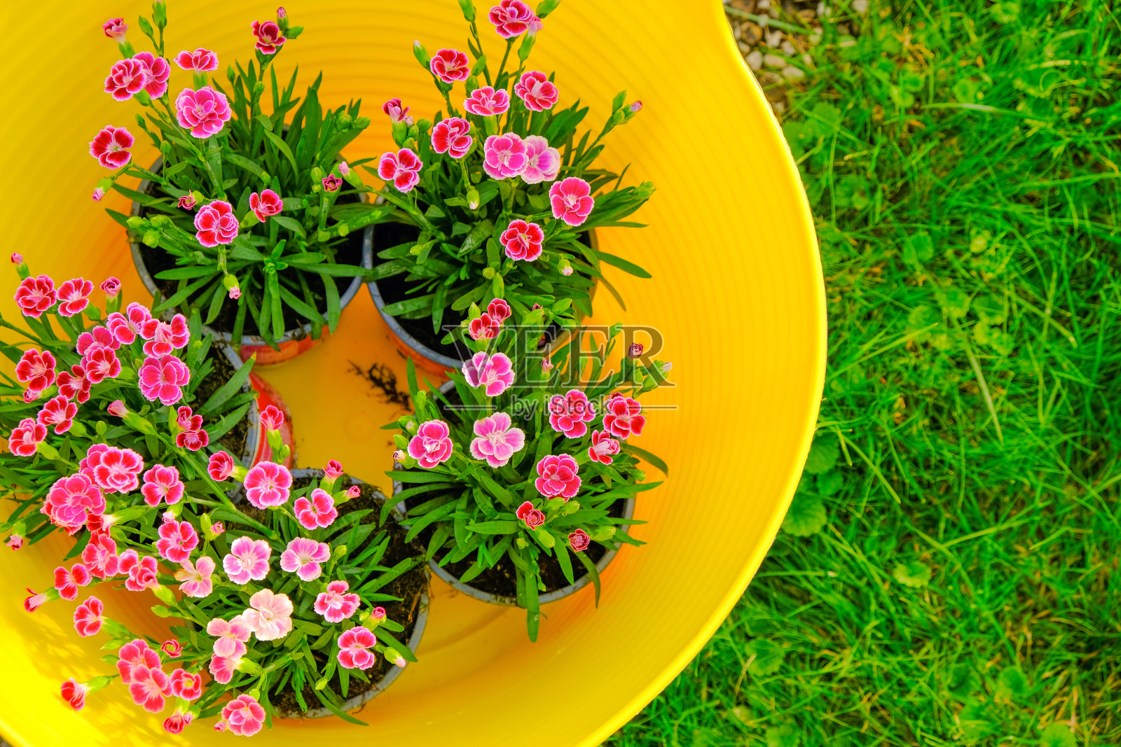 粉红色的天竺葵花在黄色的硅胶篮在绿色的三叶草。照片摄影图片