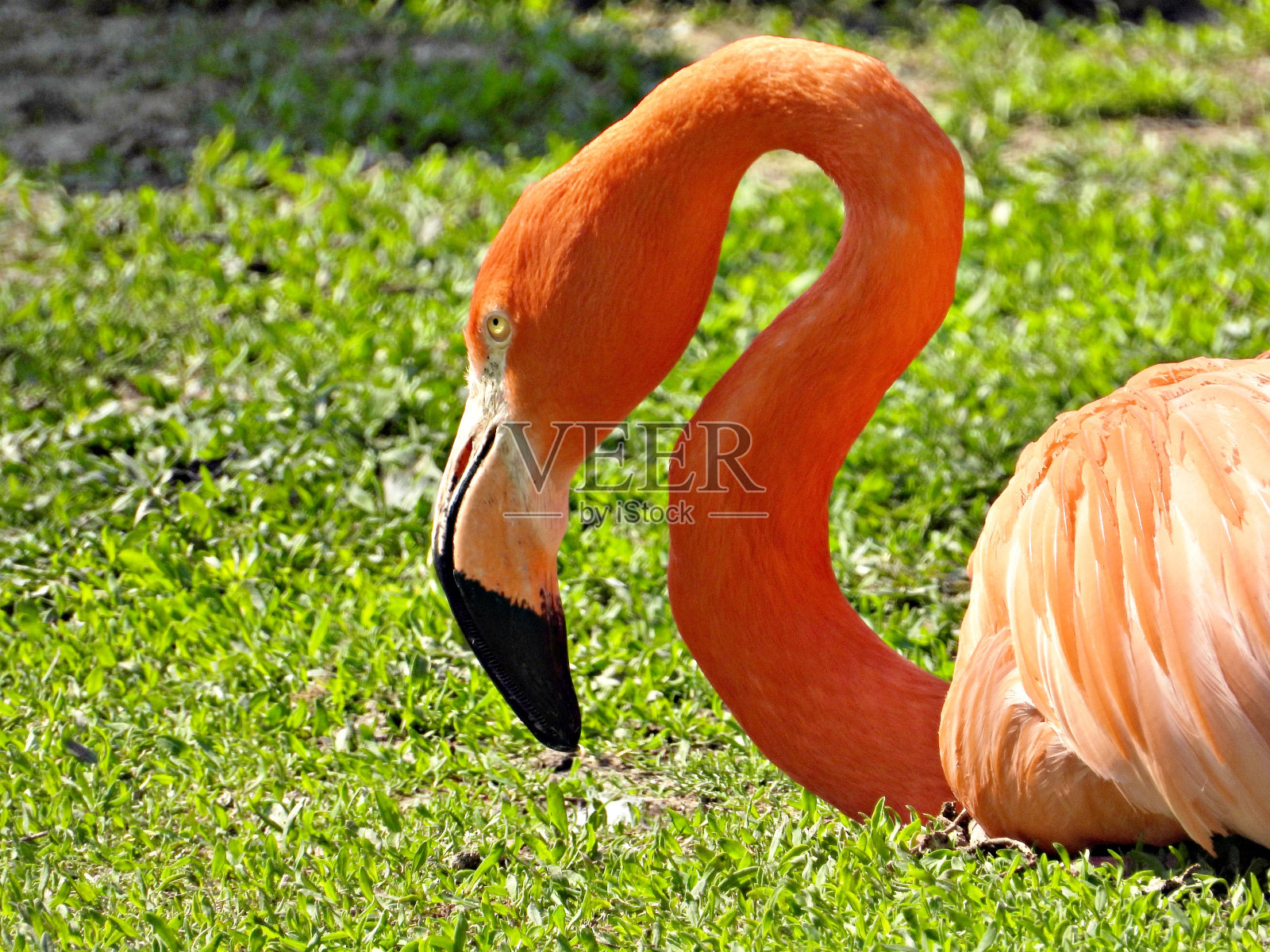 荒野中的火烈鸟照片摄影图片