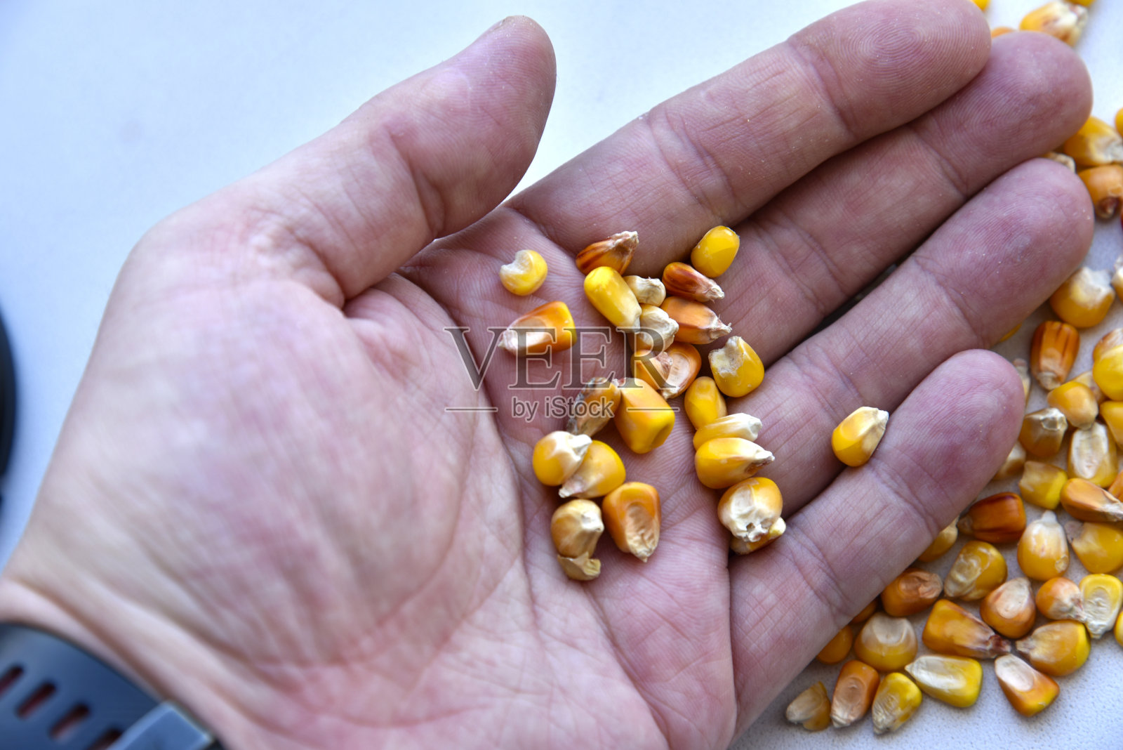 玉米种子在白色背景和手中照片摄影图片
